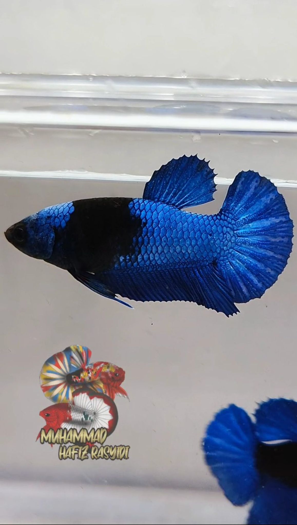 FEMALE BLACK LIGHT/HEAD GEAR