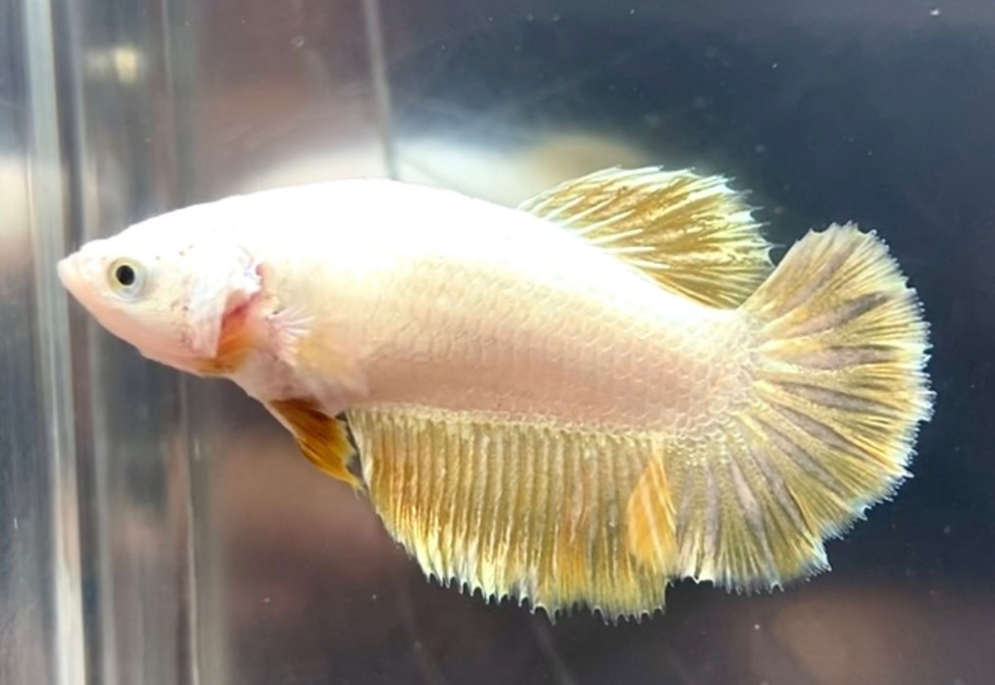 FEMALE FULLMOON GOLD DRAGON ROSE