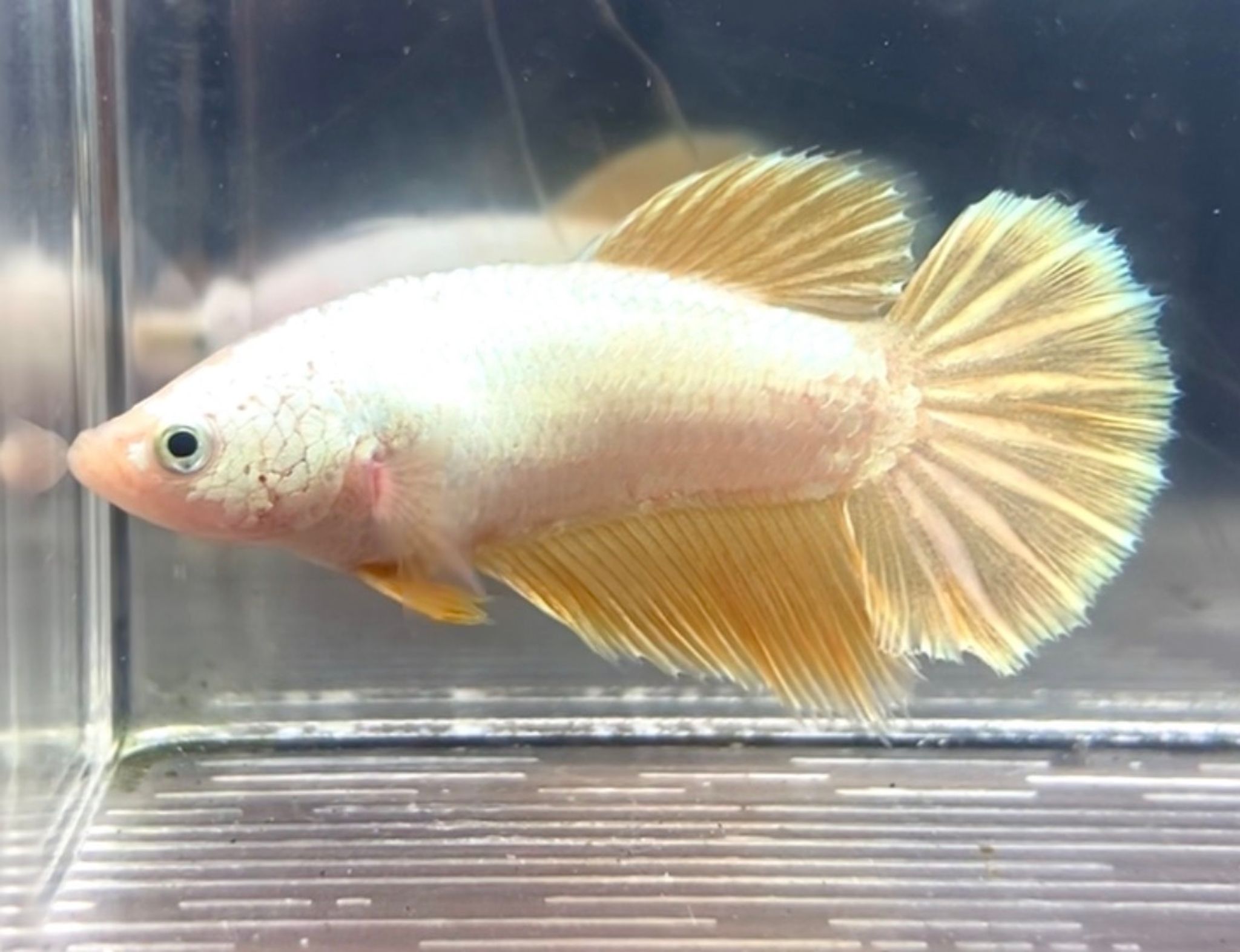 FEMALE FULLMOON GOLD DRAGON ROSE