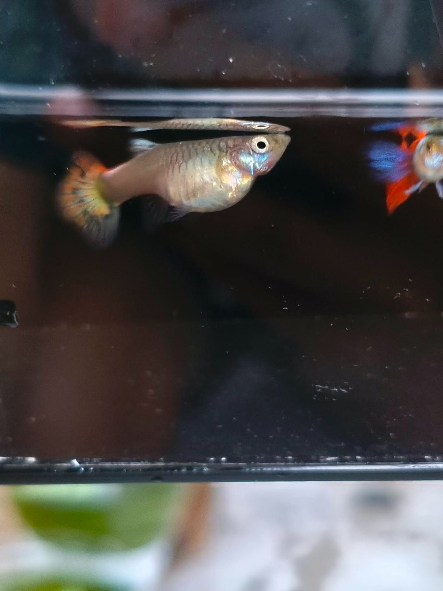 FEMALE GUPPY PRTDE