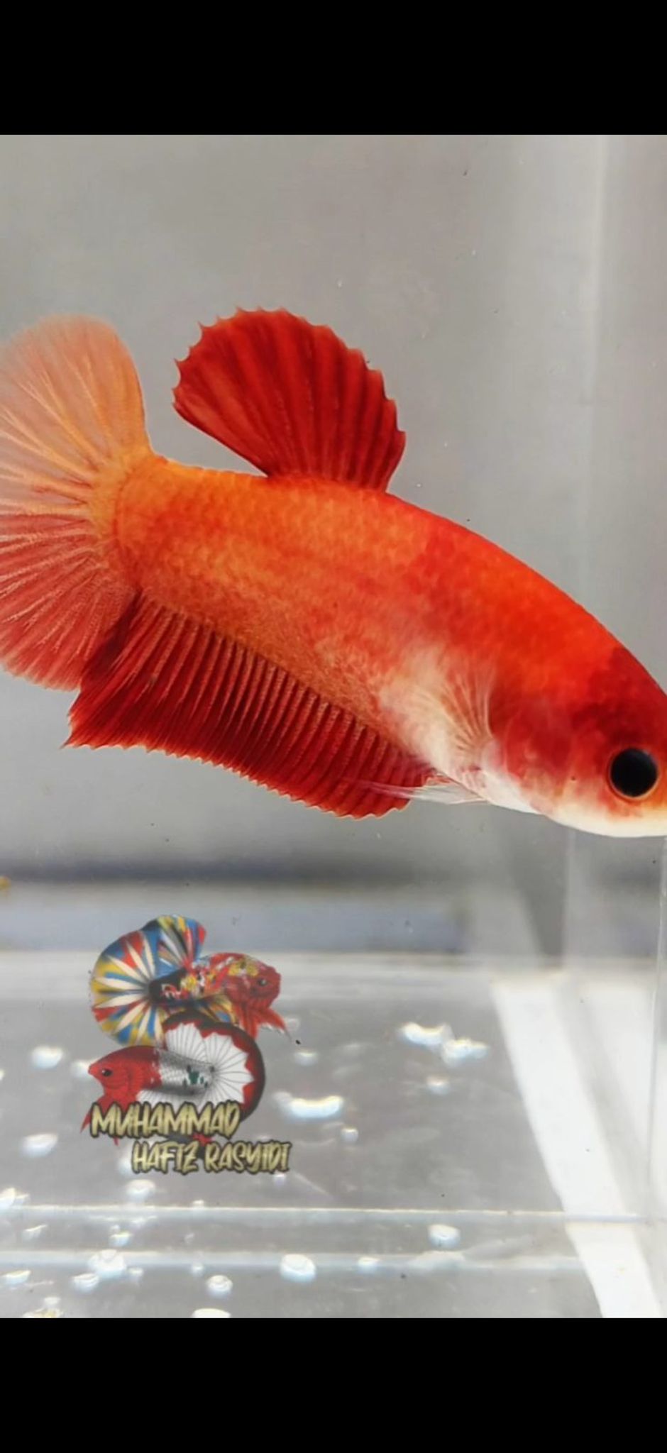 FEMALE KOI NON METALIC
