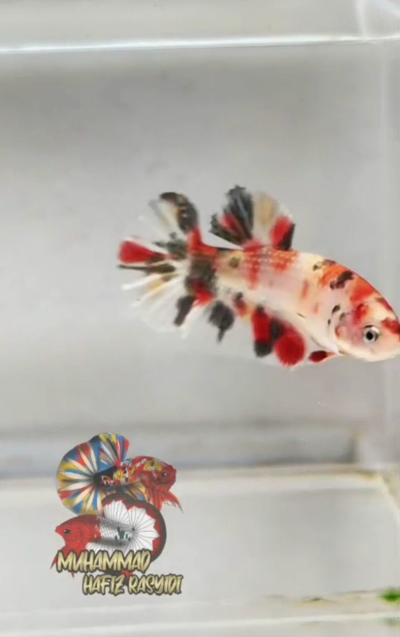 FEMALE Multicolor Metallic Copper
