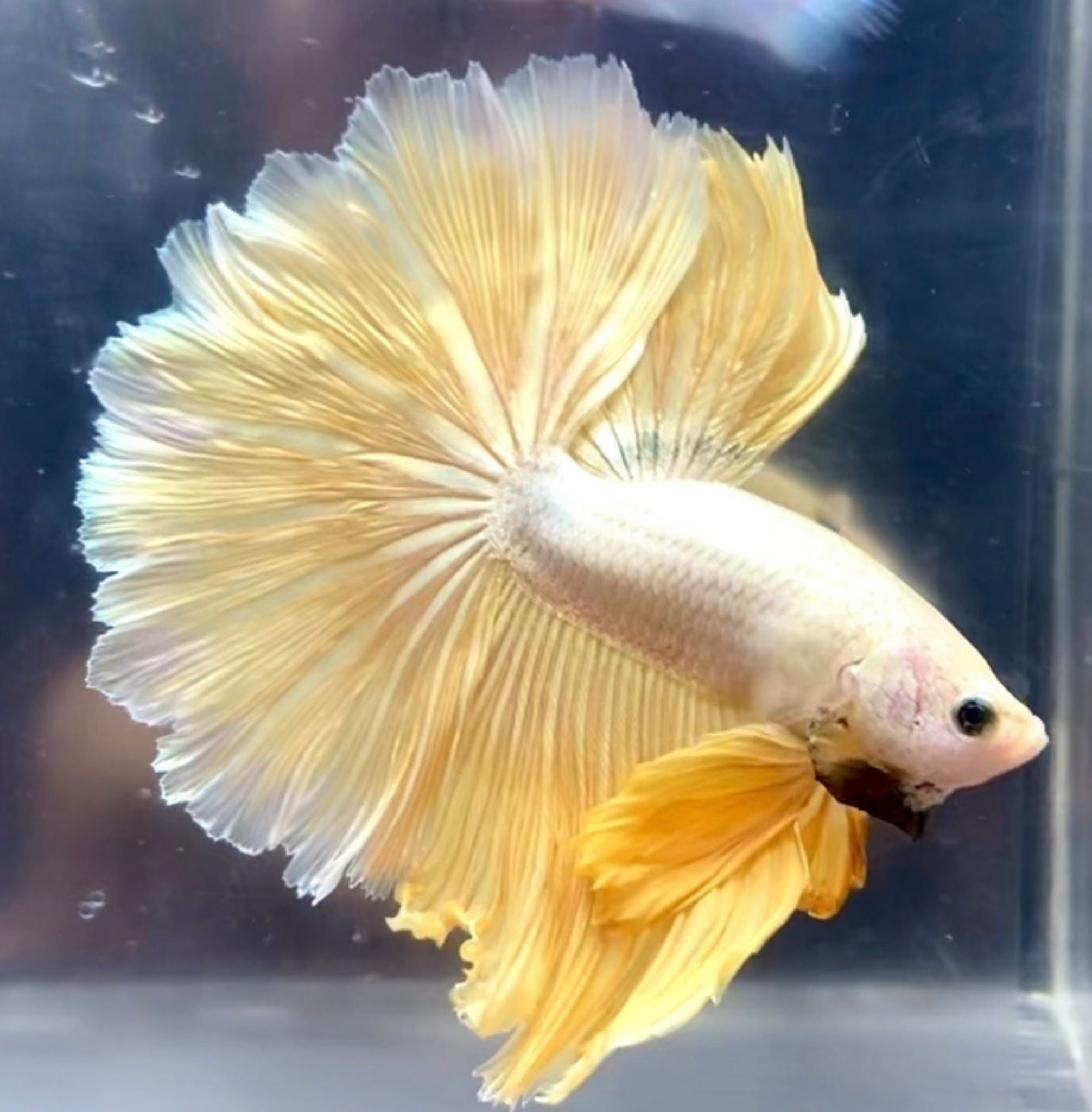 FULLMOON GOLD DRAGON ROSE