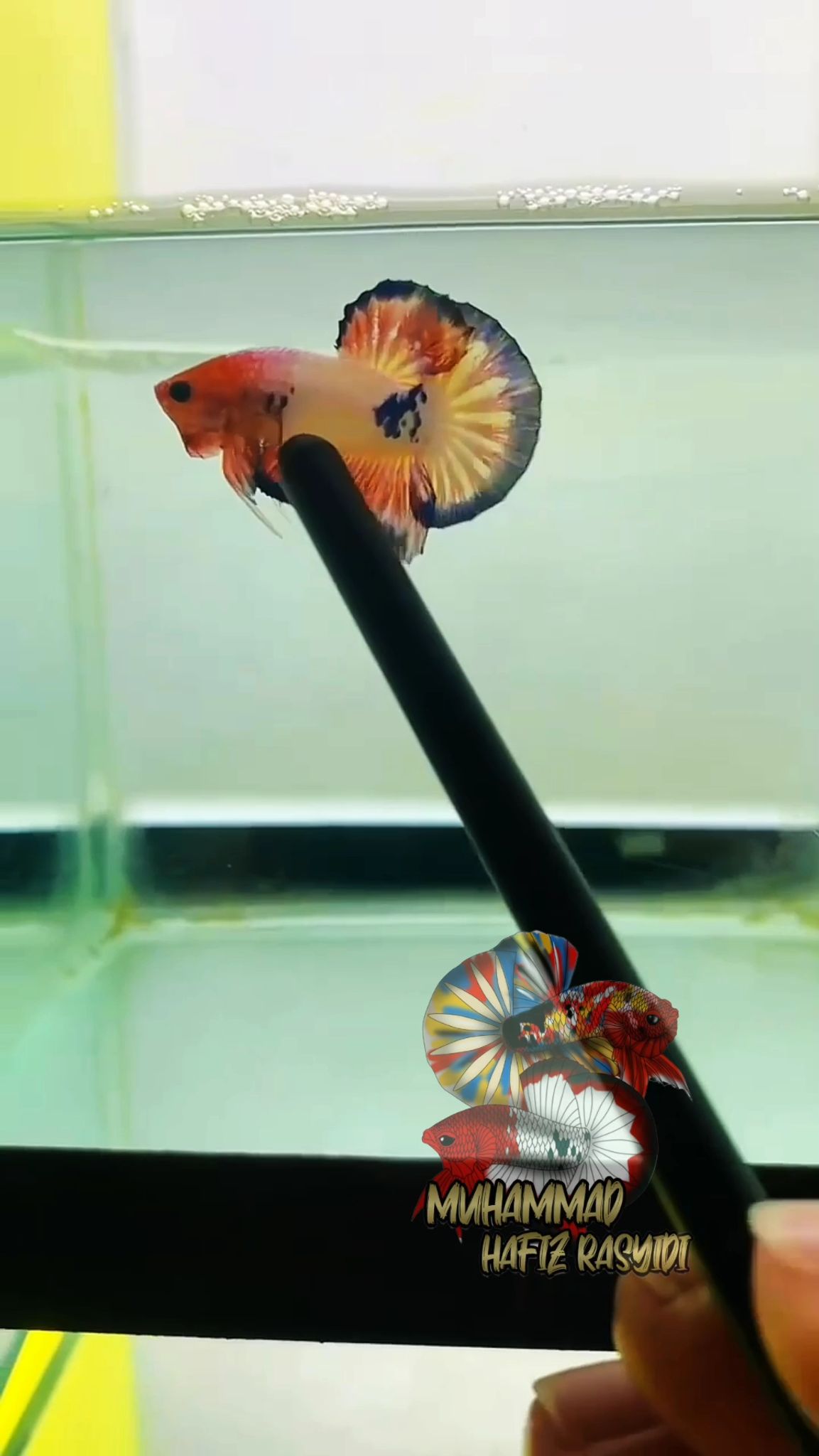 Fancy Banding