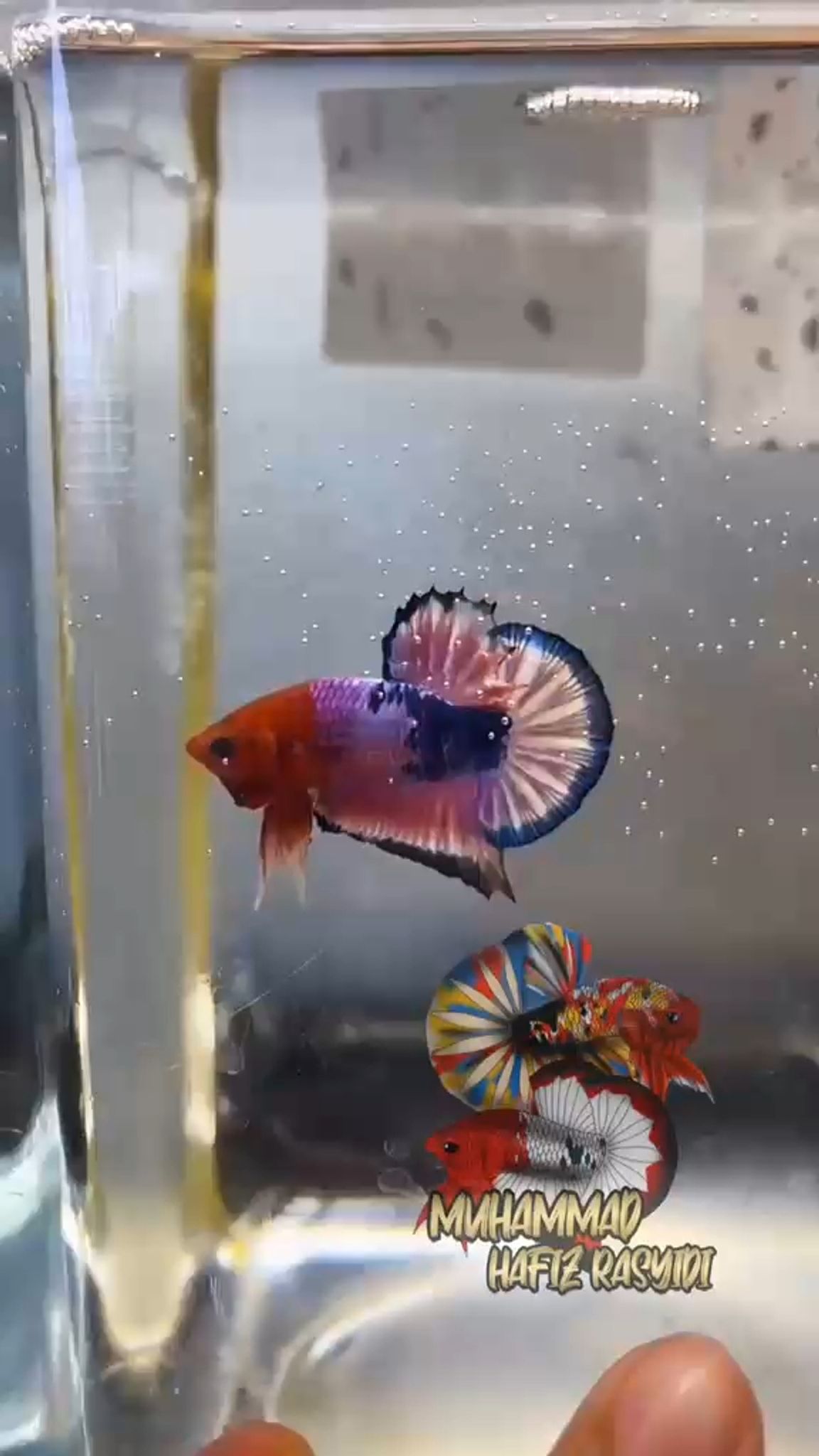 Fancy banding