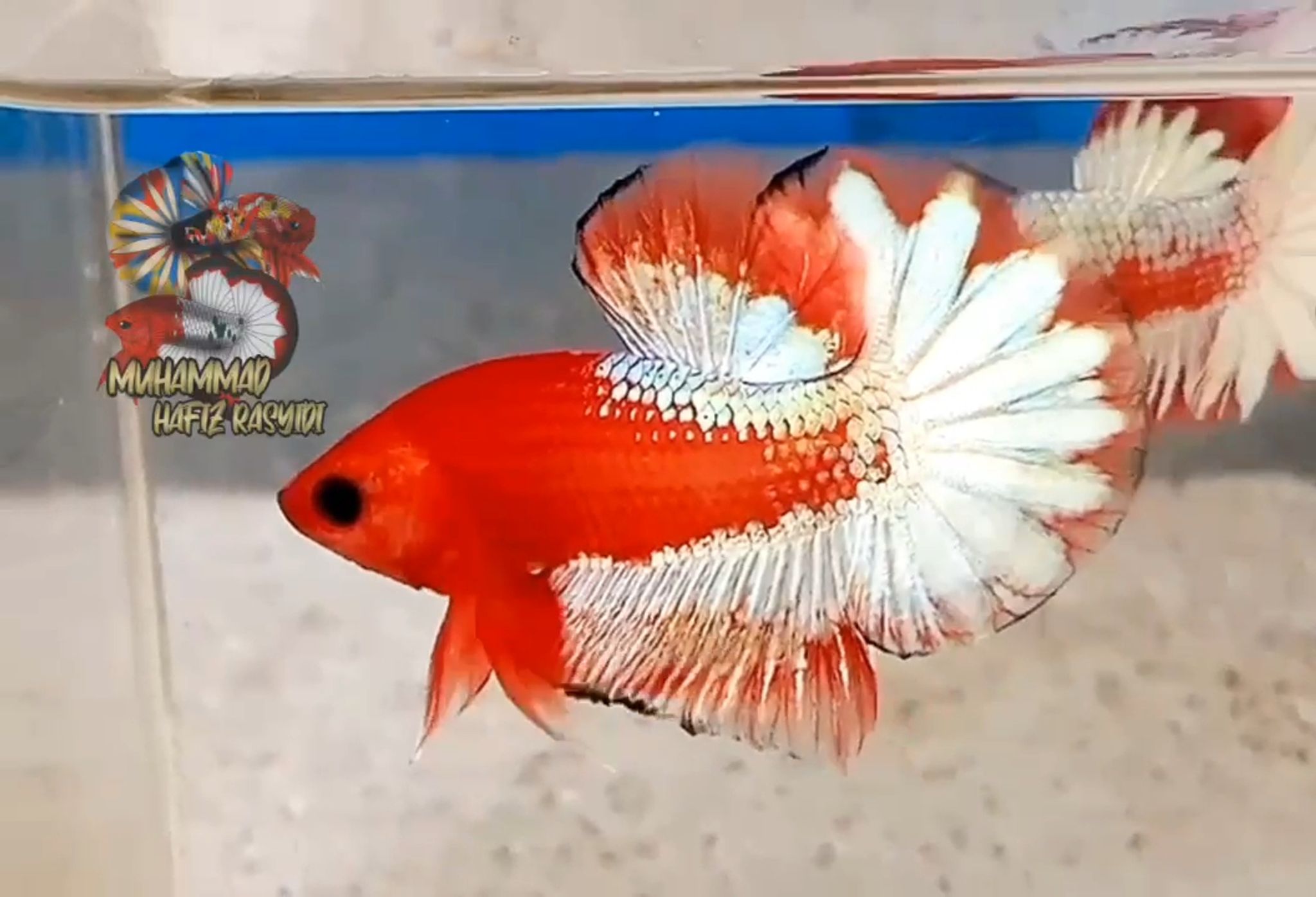 Fccp Orange