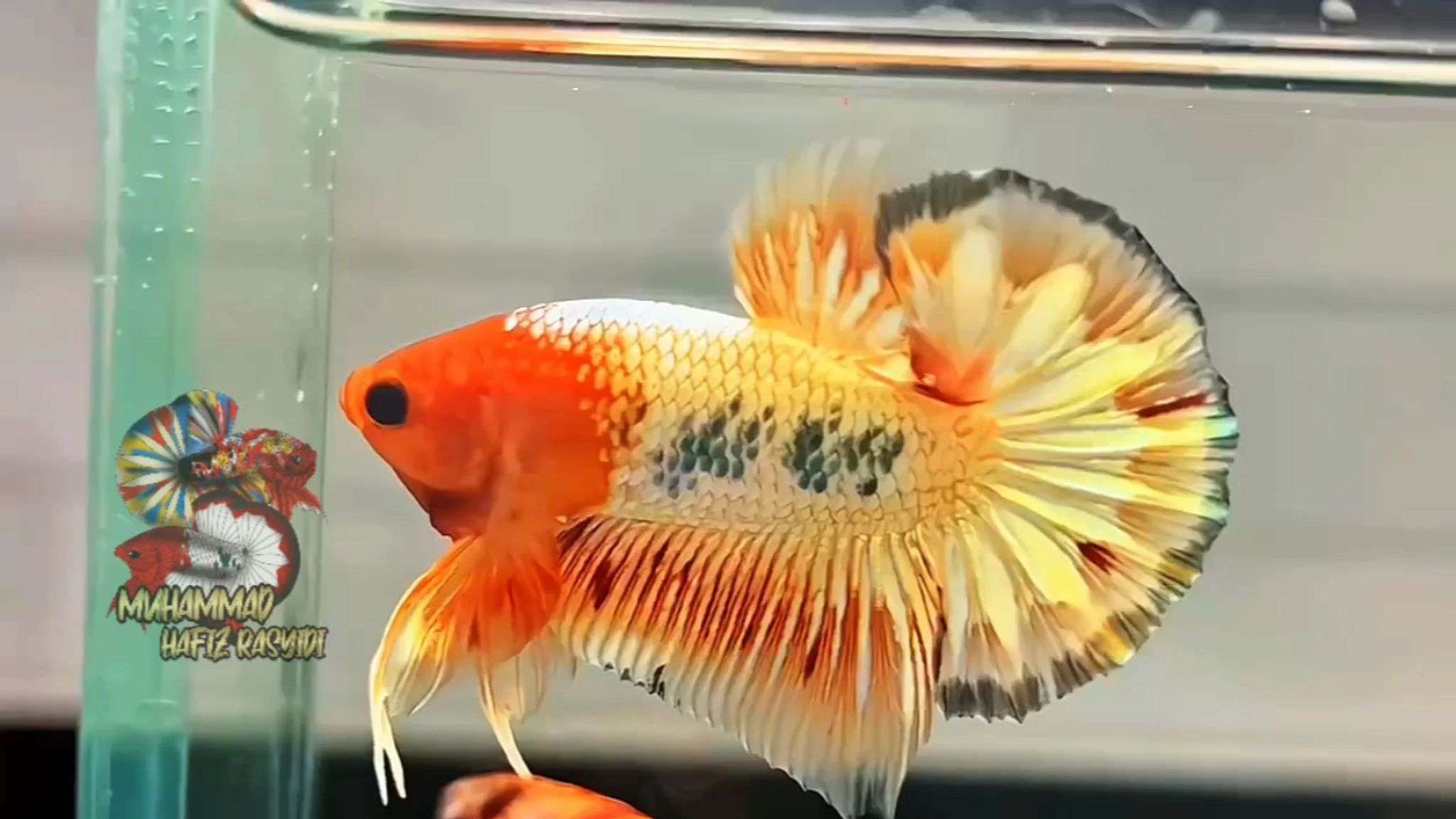 Fccp Orange