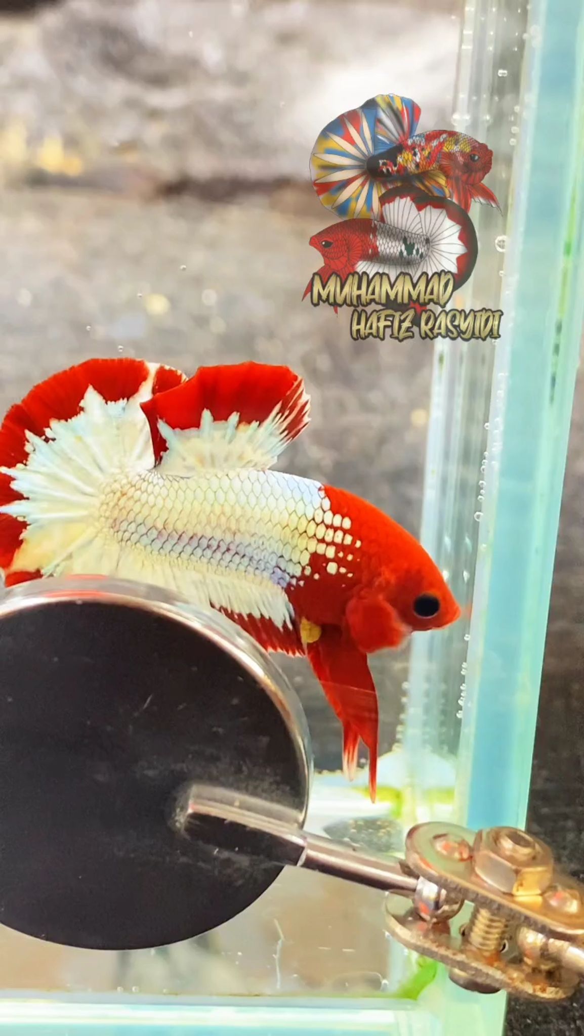 Fccp Red