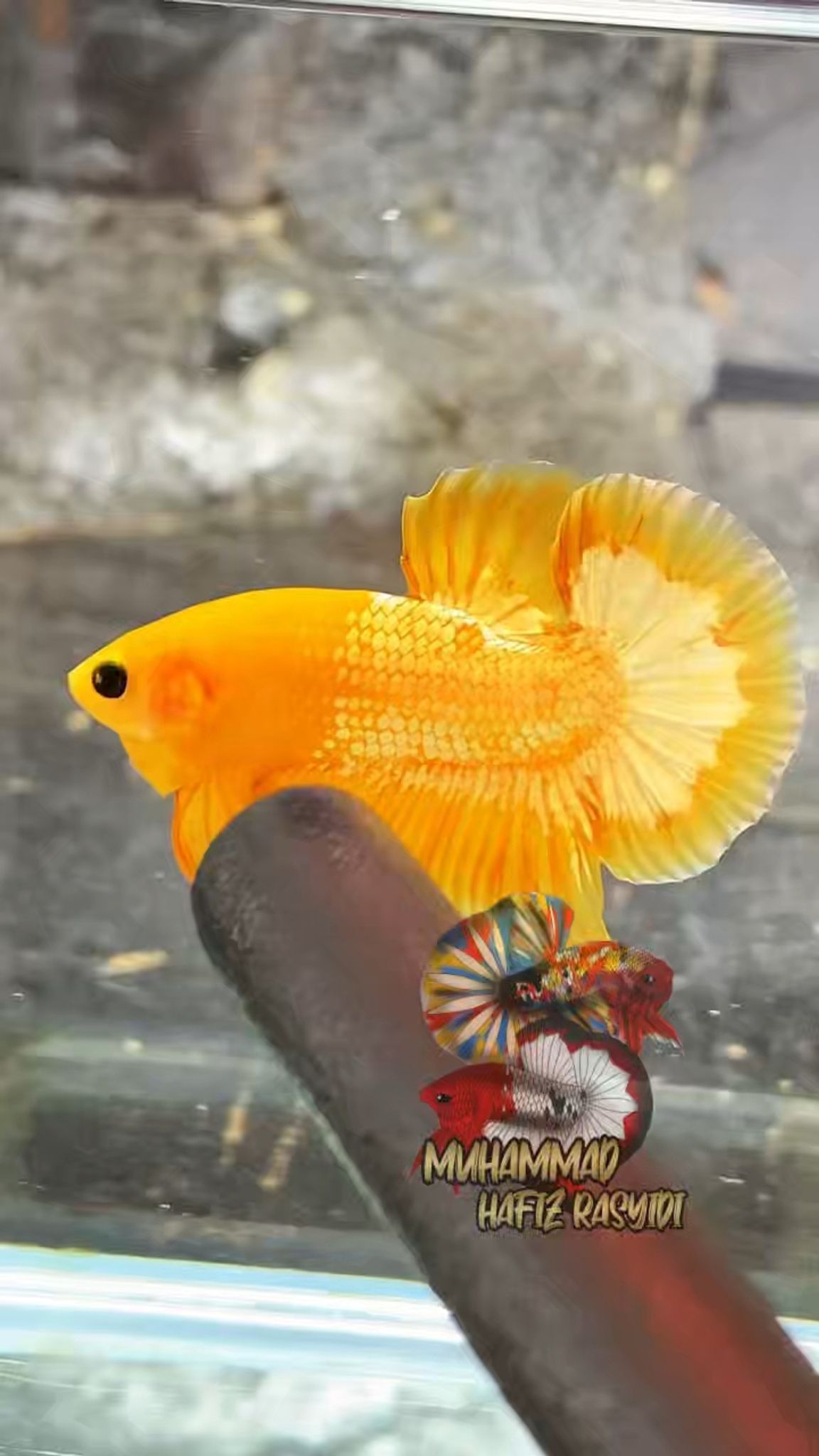 Fccp Yellow