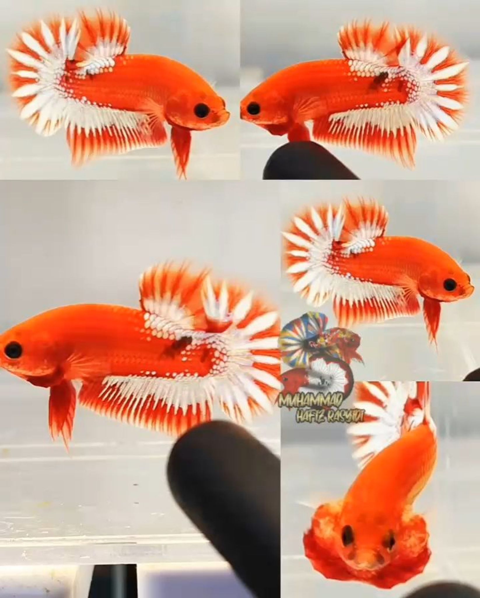 Fccp startail