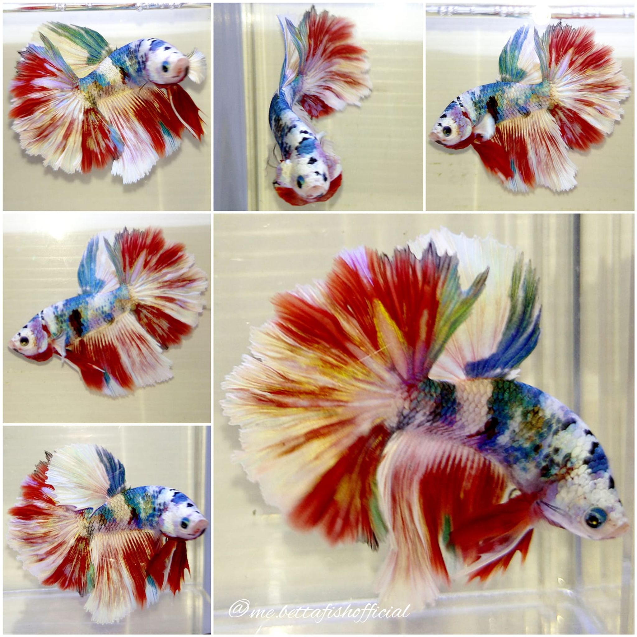 Feather Tail Barongsai ( White Mask )