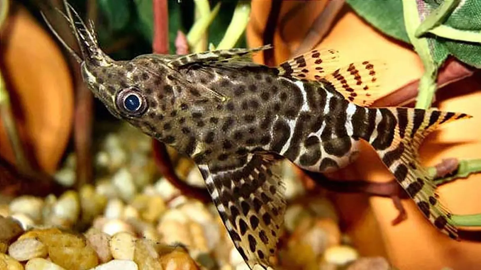 Featherfin Synodontis Upside Down Catfish