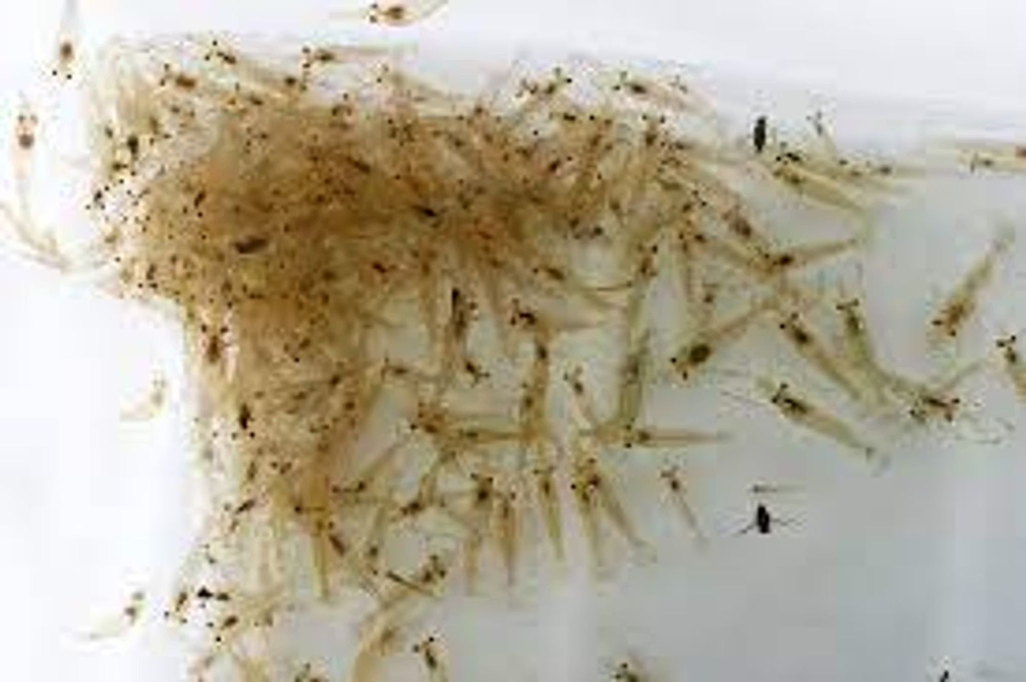 Feeder Shrimps