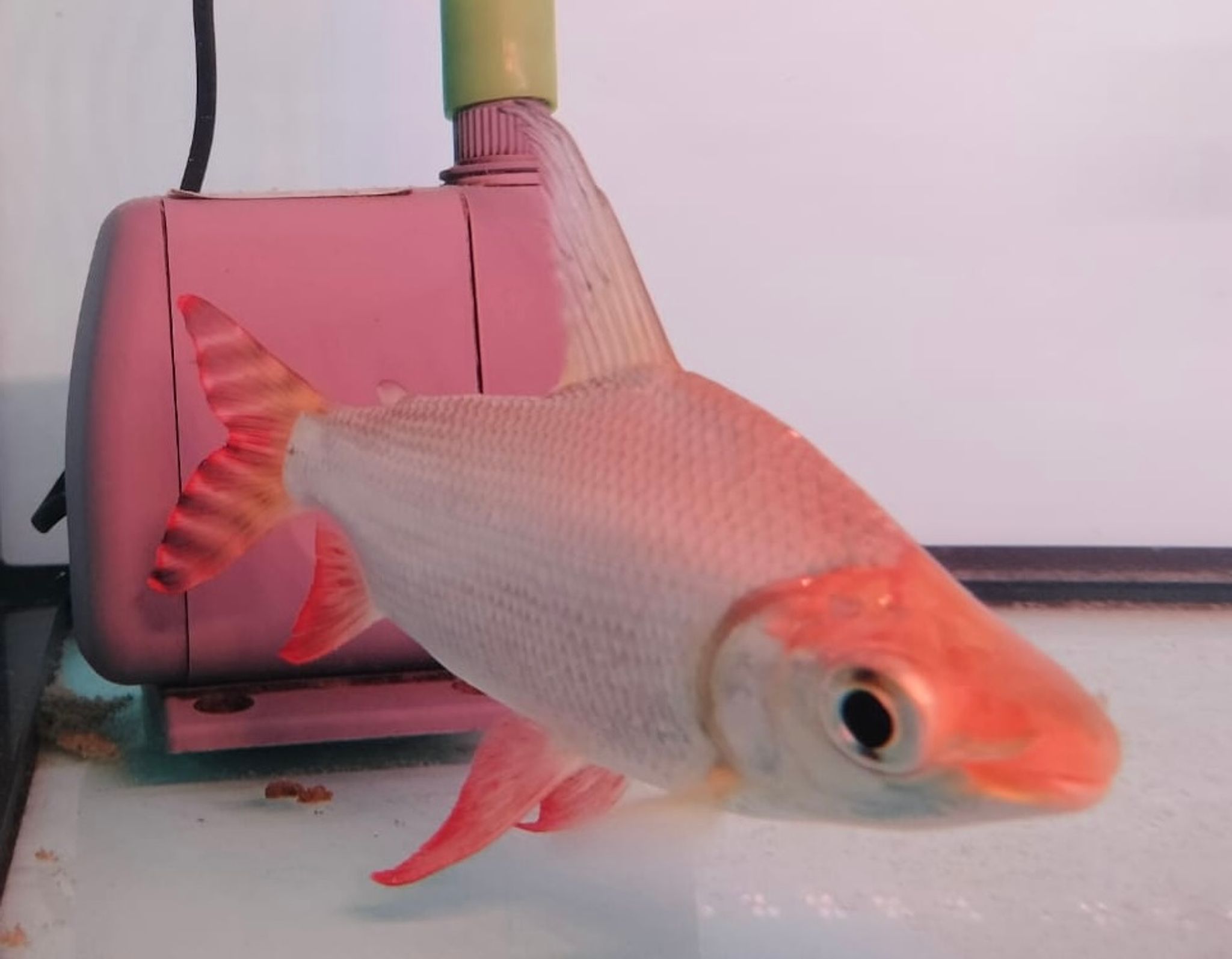 Feifeng Flagtail (Red Variant Hi fin)