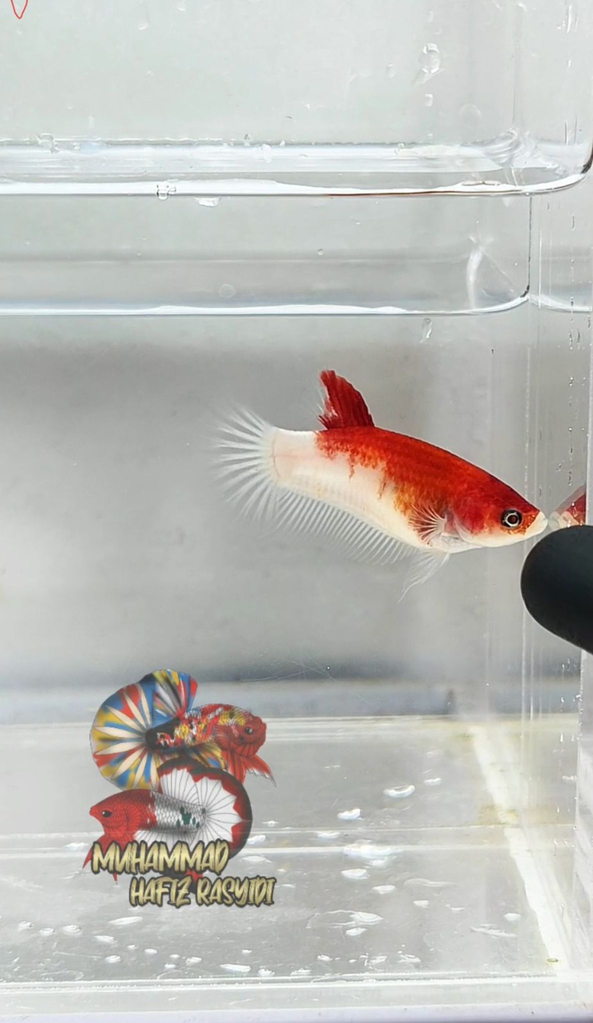 Female