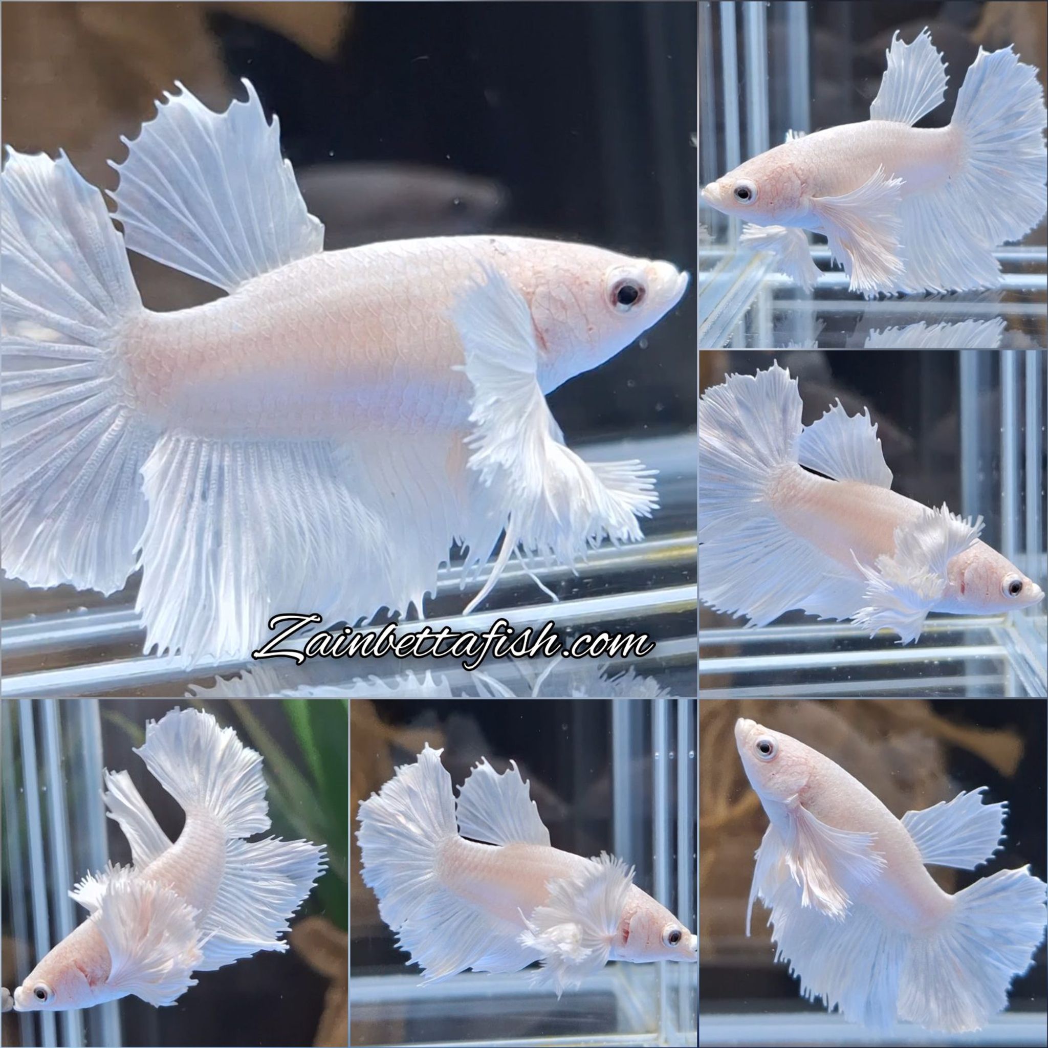 Female Halfmoon Dumbo Ear White Platinum Betta Fish