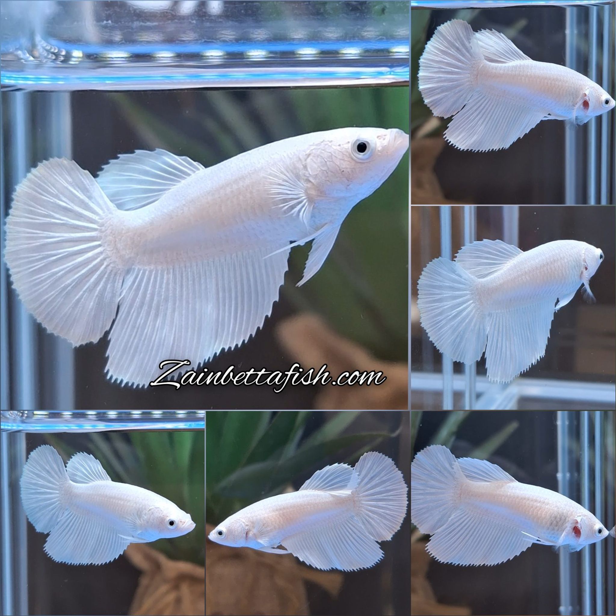Female Halfmoon White Platinum Betta Fish