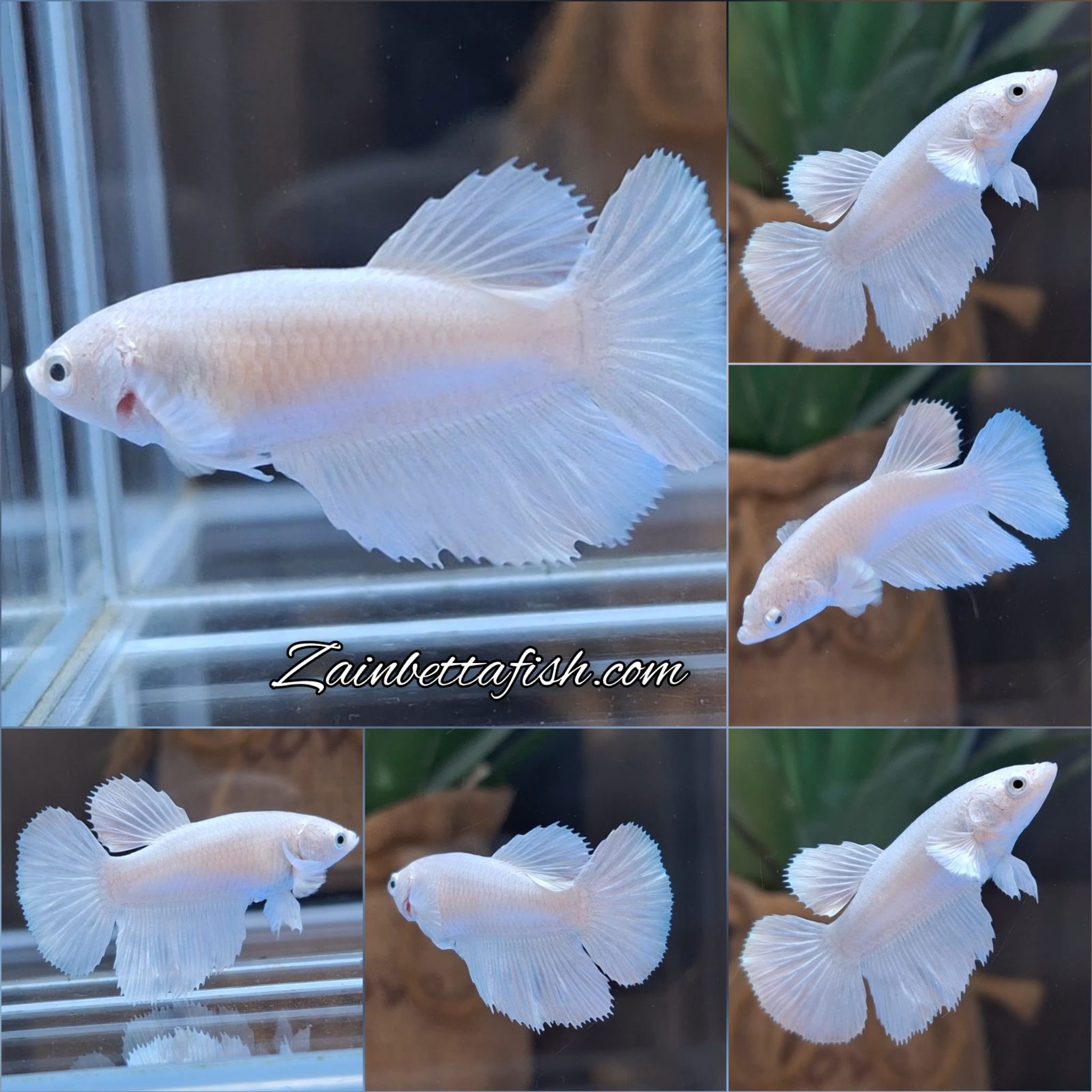 Female Halfmoon White Platinum Betta Fish