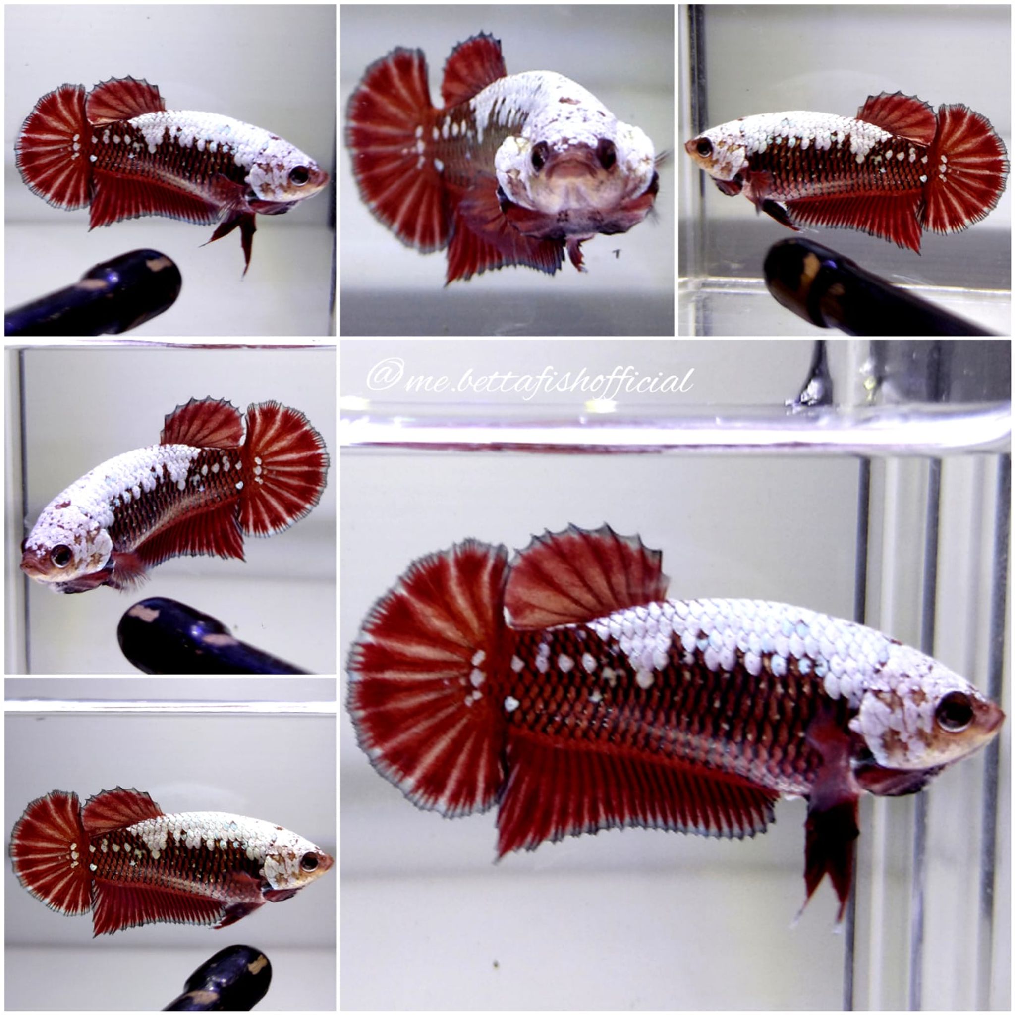 Female Over Tail Plakat Red Samurai