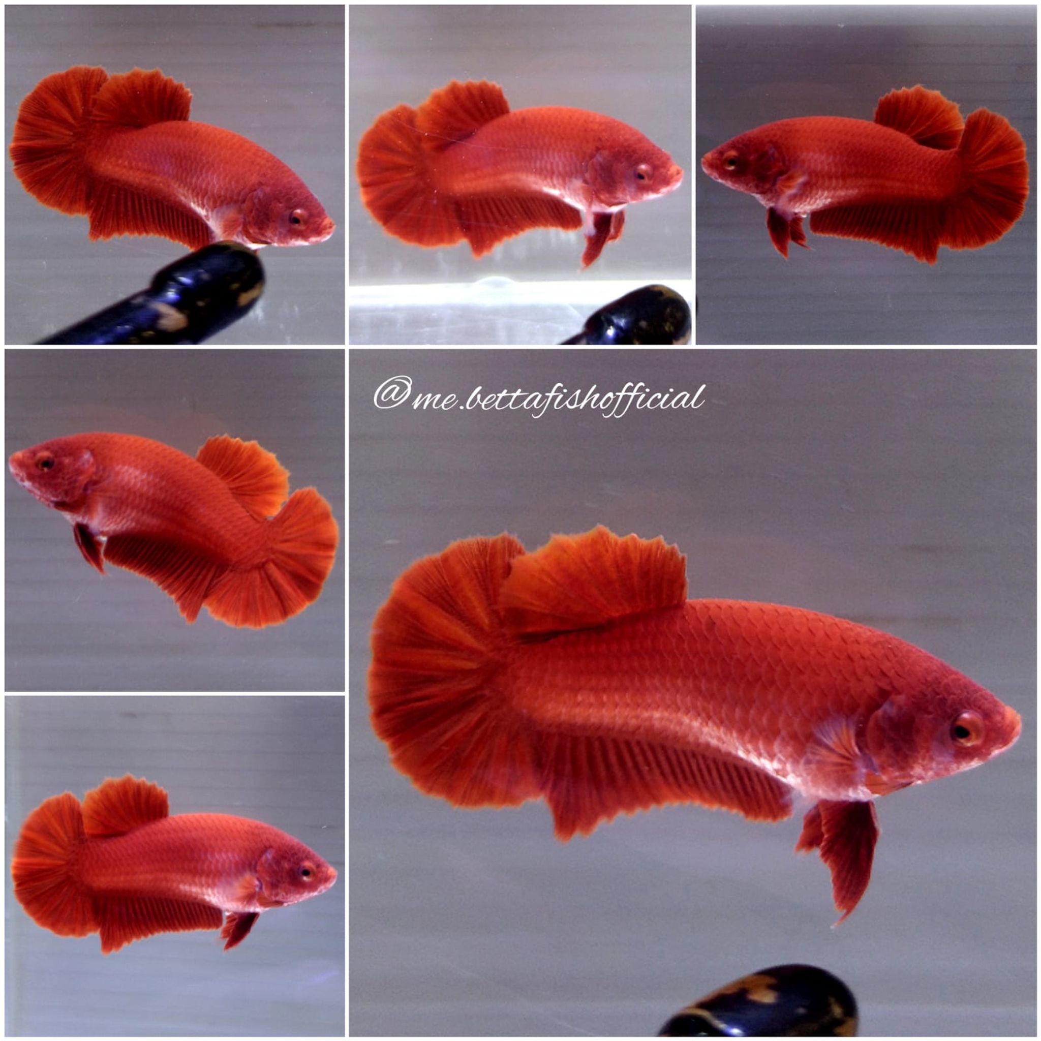 Female Super Red