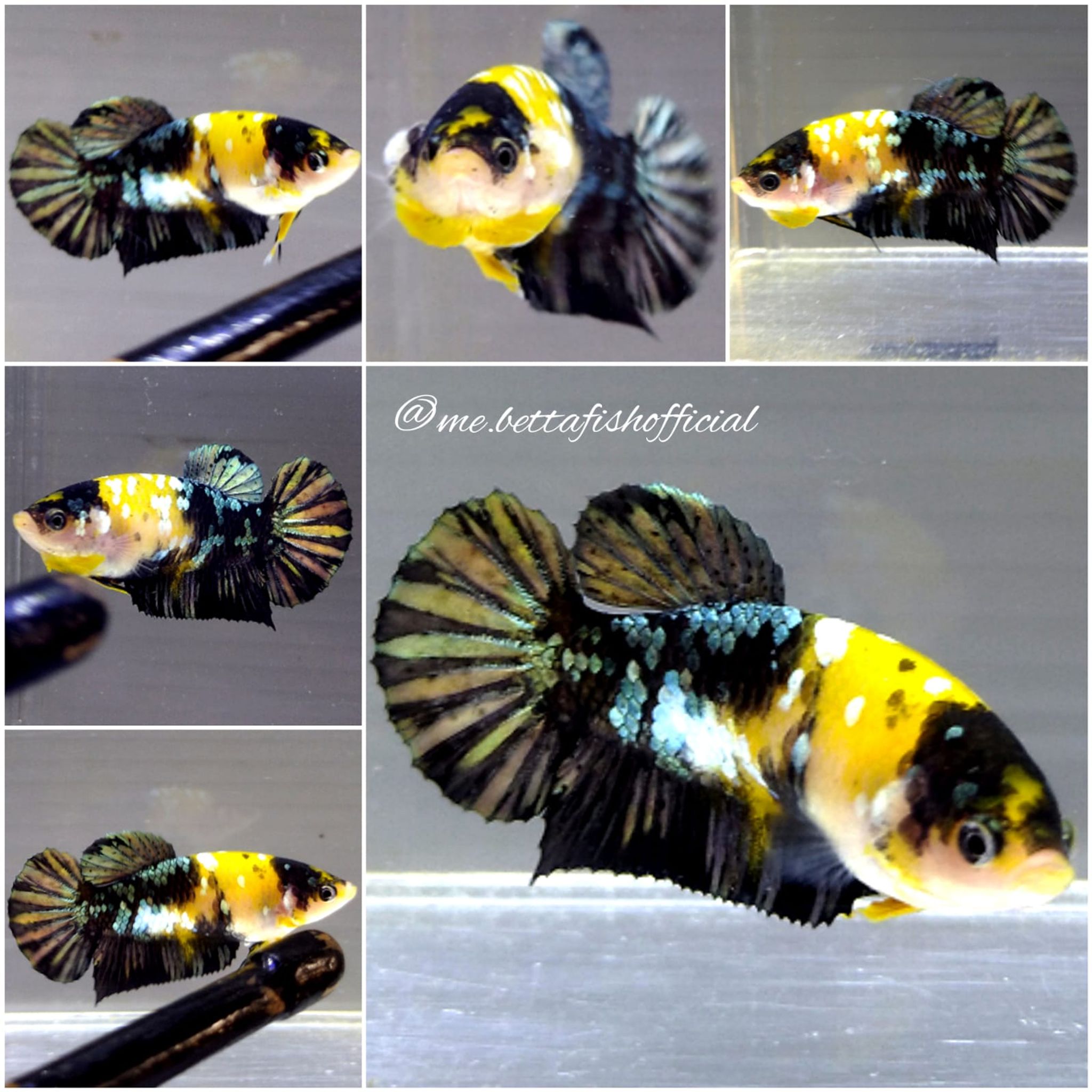Female Yellow Koi Copper