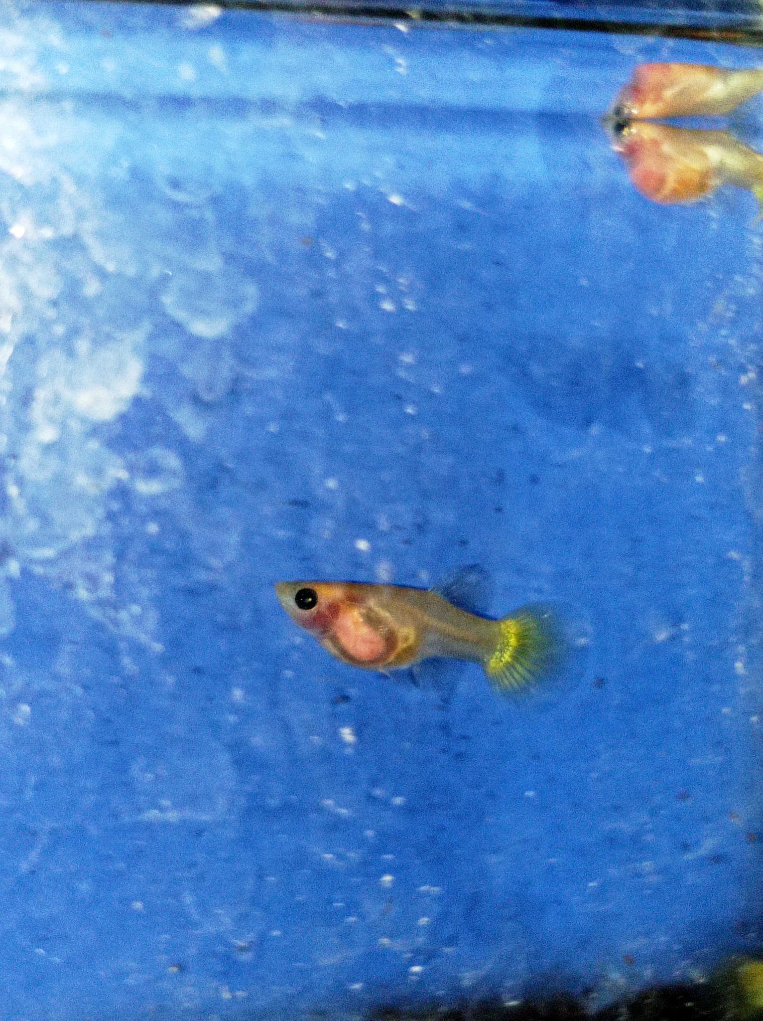 Female Yellow SBGB (short body belly glass) Guppy fish
