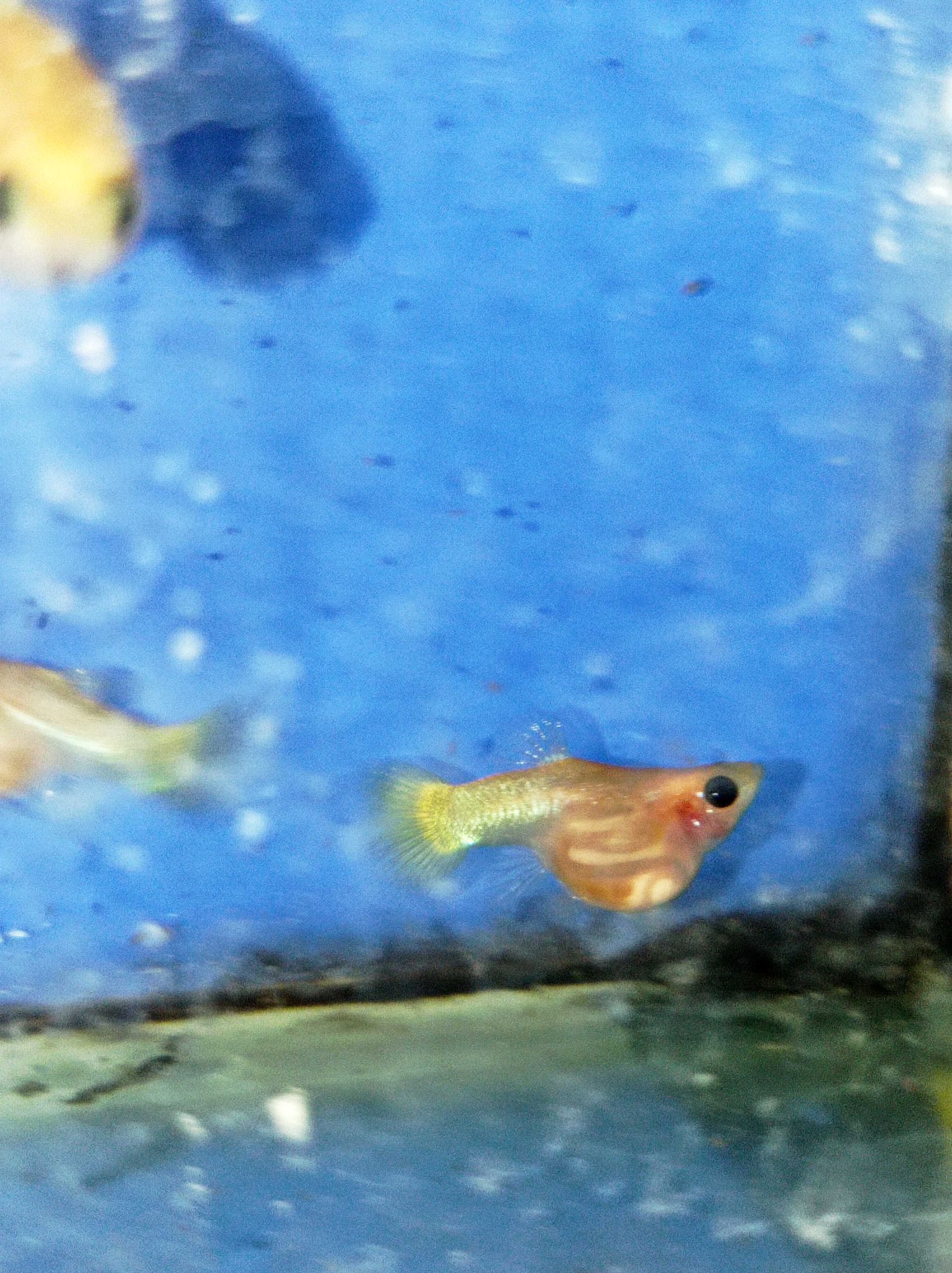 Female Yellow SBGB (short body belly glass) Guppy fish