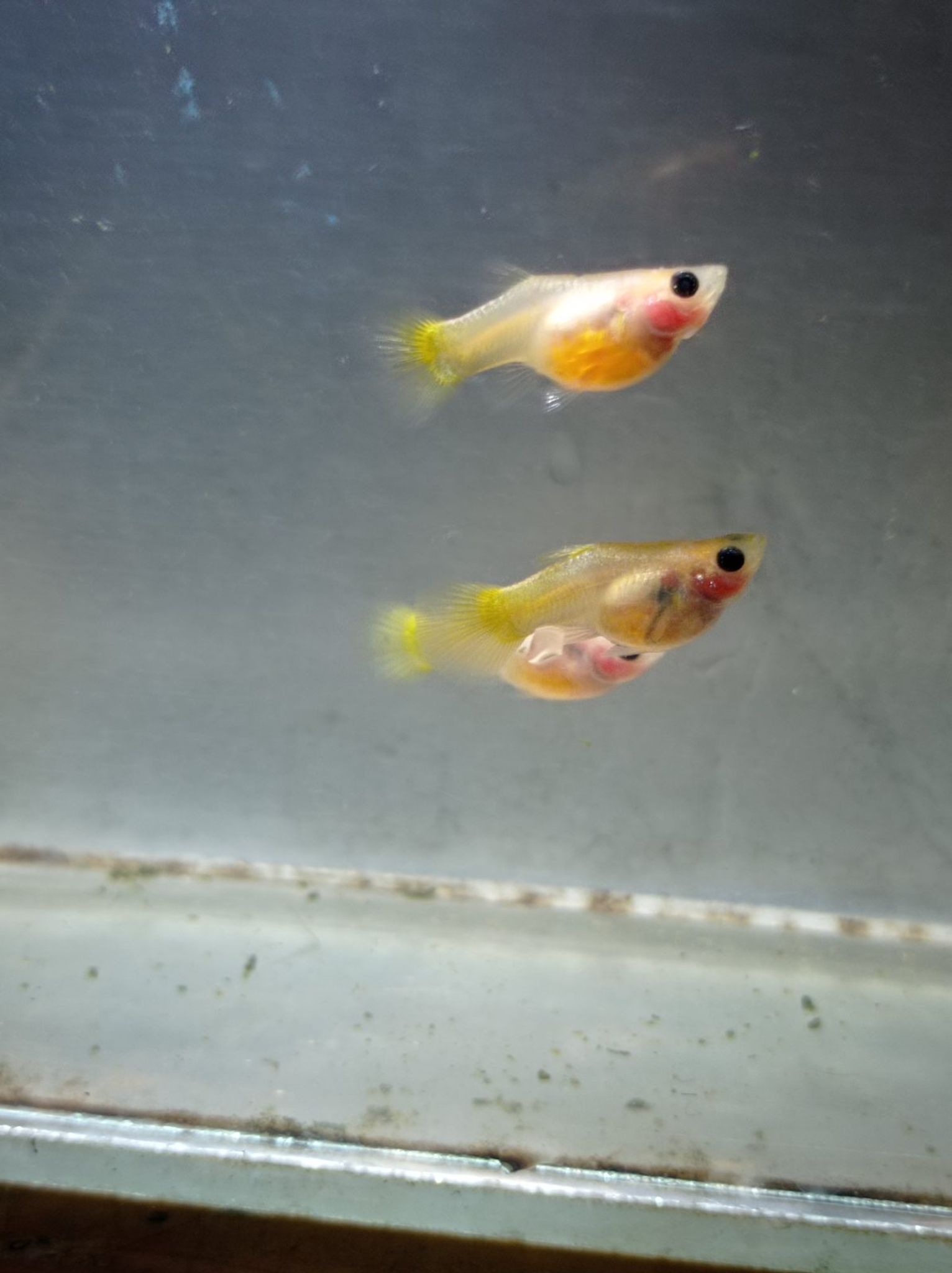 Female Yellow SBGB (short body belly glass) Guppy fish