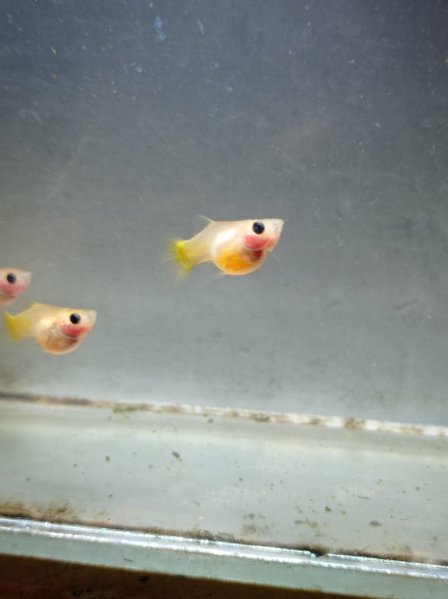 Female Yellow SBGB (short body belly glass) Guppy fish