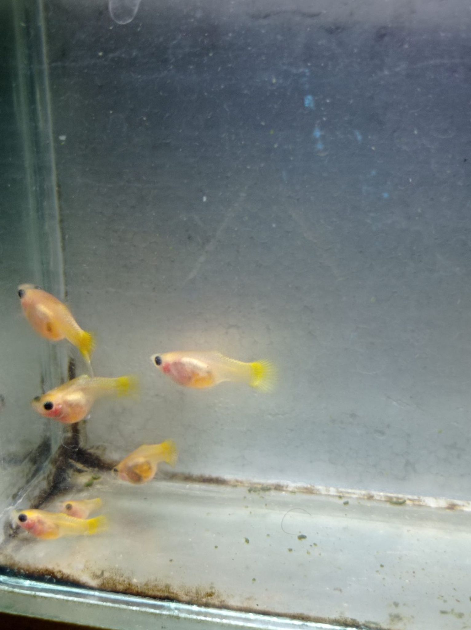 Female Yellow SBGB (short body belly glass) Guppy fish