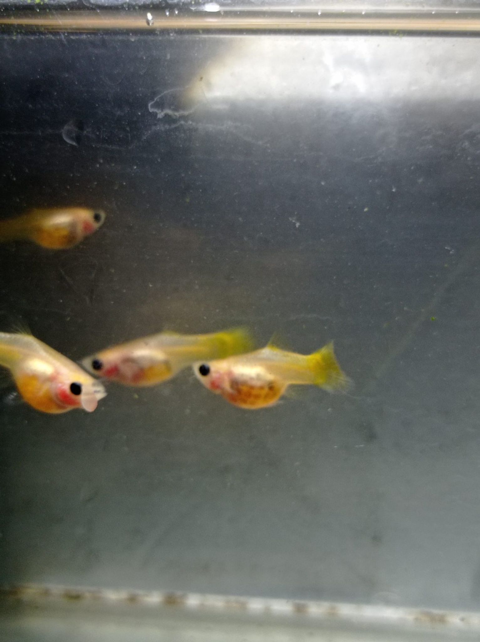 Female Yellow SBGB (short body belly glass) Guppy fish