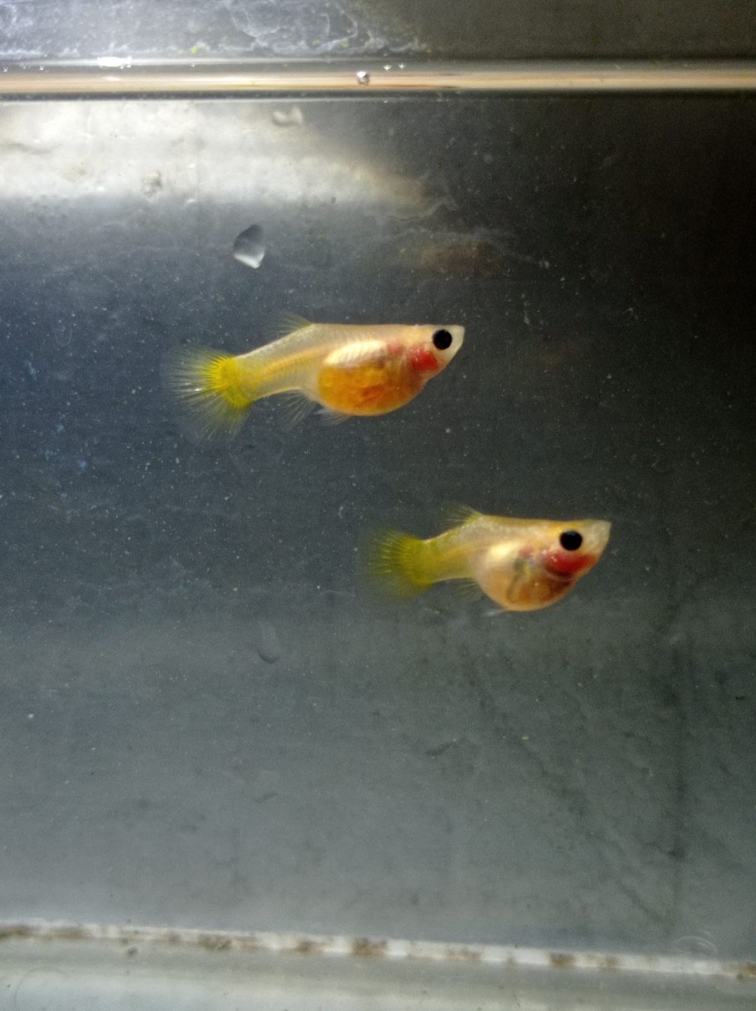 Female Yellow SBGB (short body belly glass) Guppy fish