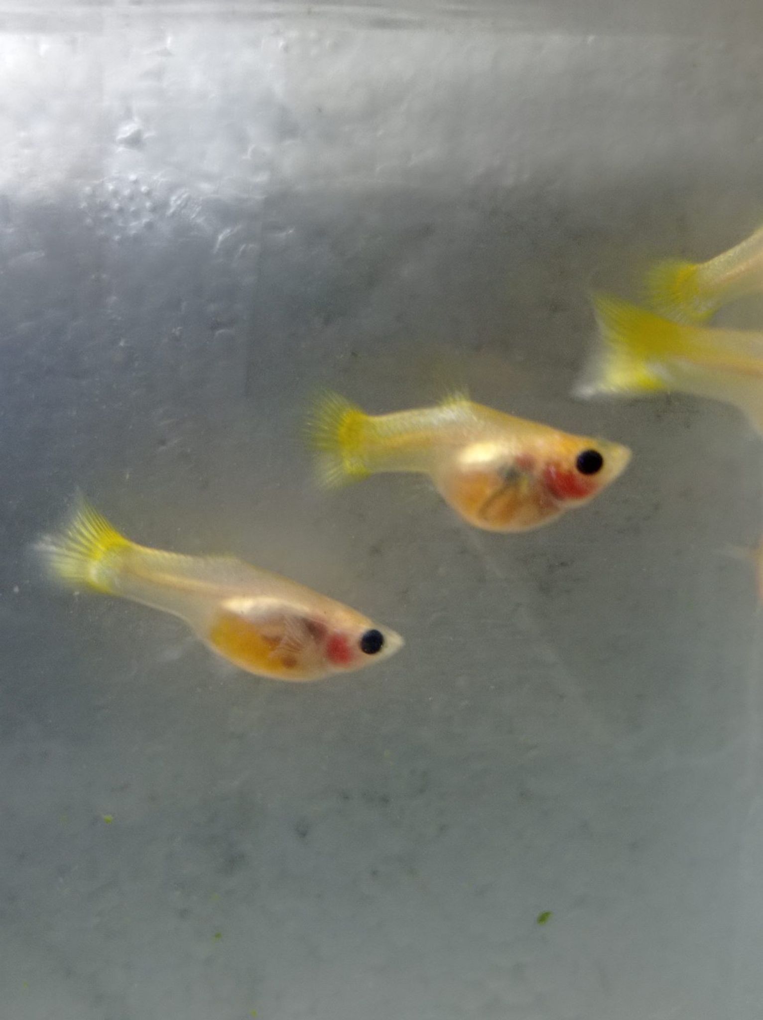Female Yellow SBGB (short body belly glass) Guppy fish