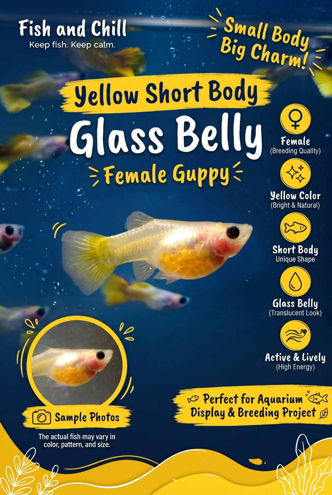 Female Yellow SBGB (short body belly glass) Guppy fish