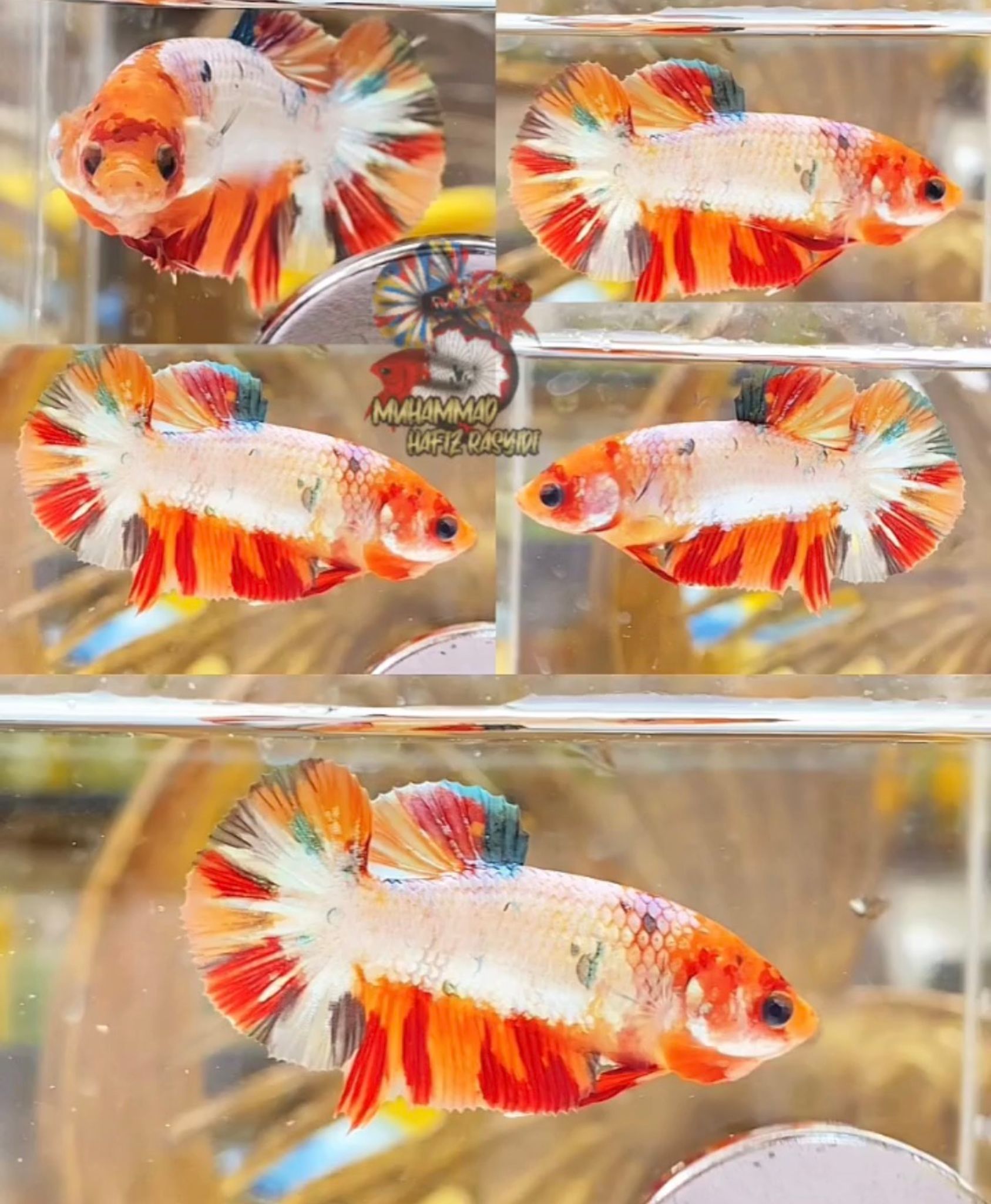 Female copper variant