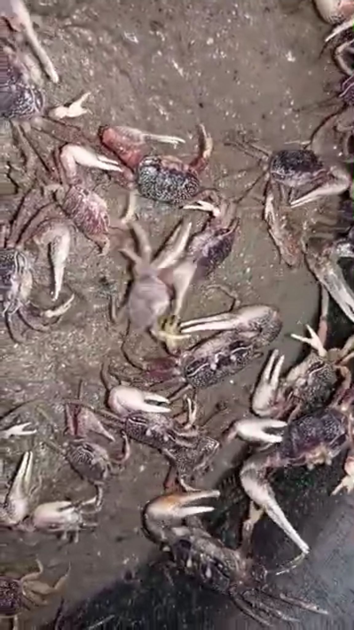 Fildler crab (Uca pugilator)