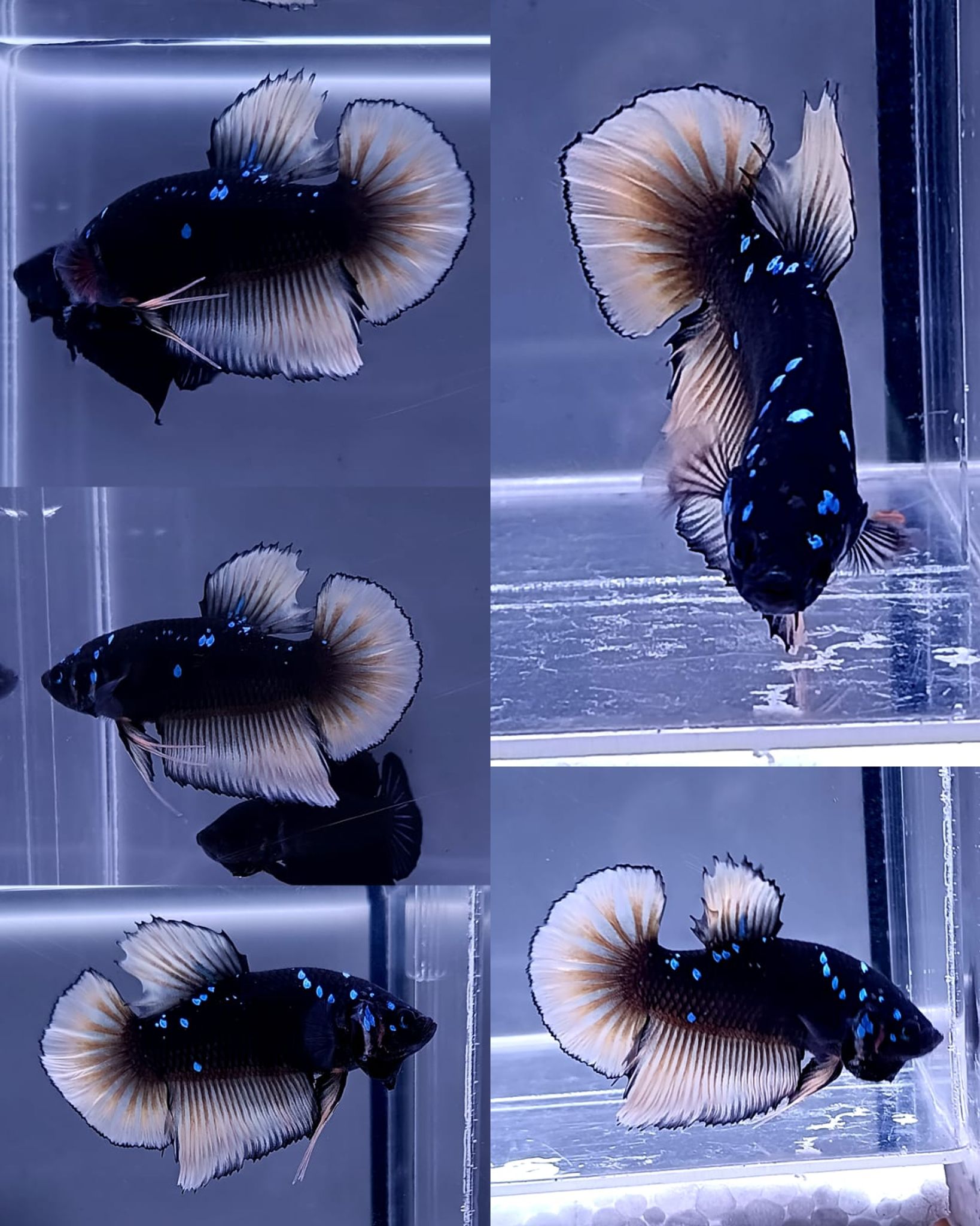 Fin Variation Avatar Giant Betta (Male)