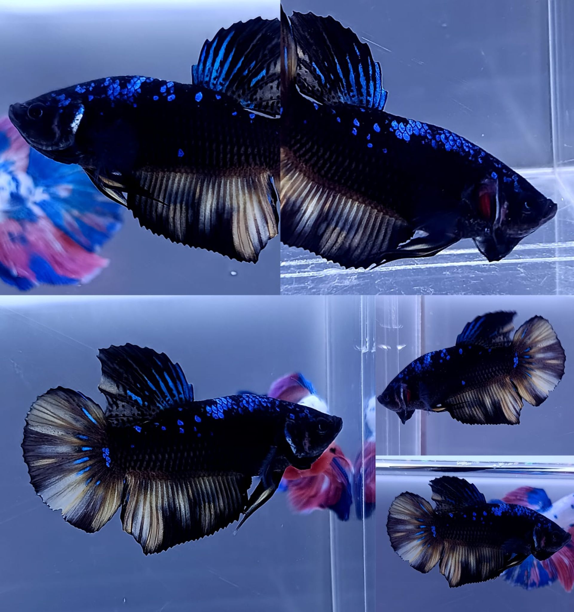 Fin Variation Avatar Giant Betta (Male)