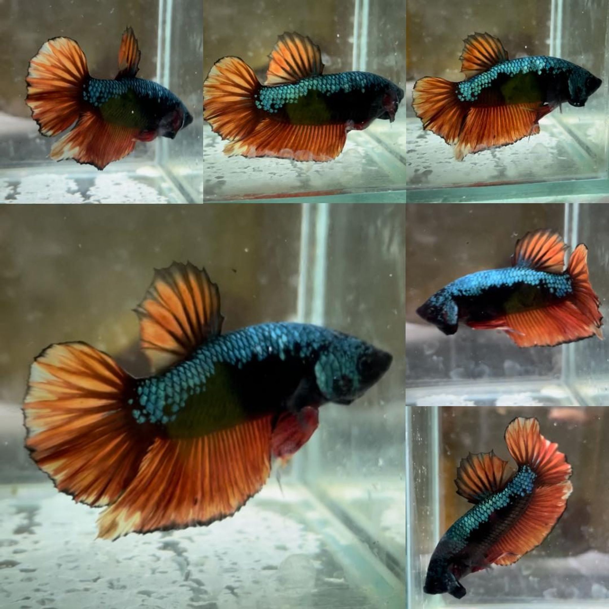Fin Variation Avatar Giant Betta (Male)
