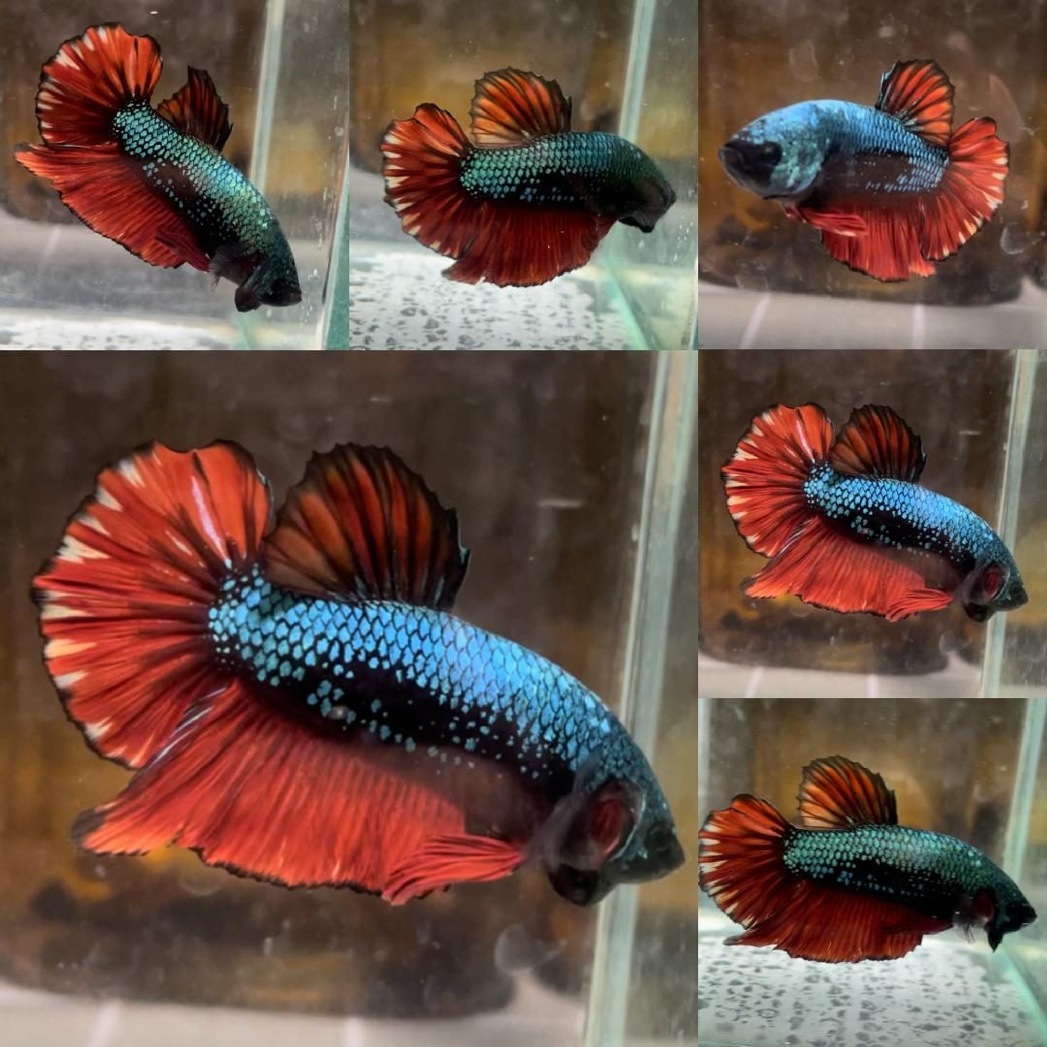 Fin Variation Avatar Giant Betta (Male)