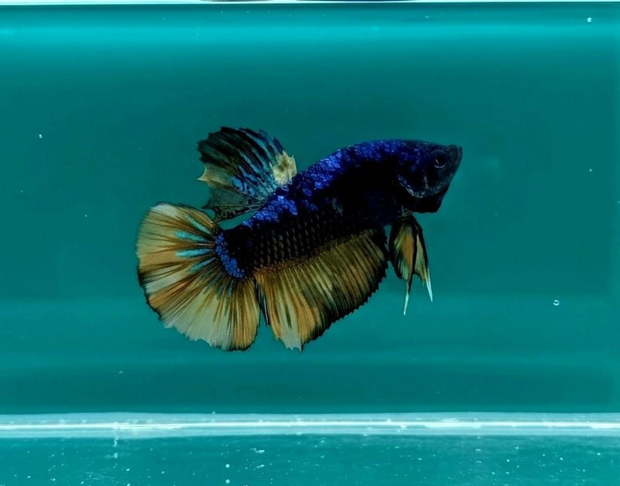 Fin Variation Avatar Giant Betta (Male)