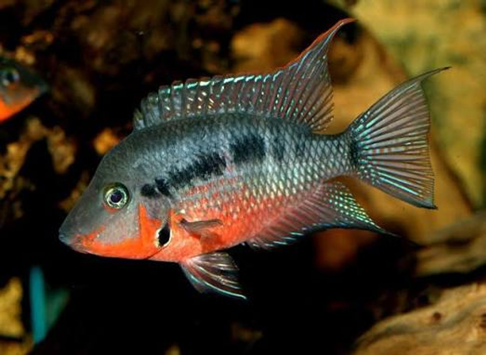 Fire Mouth Cichlid