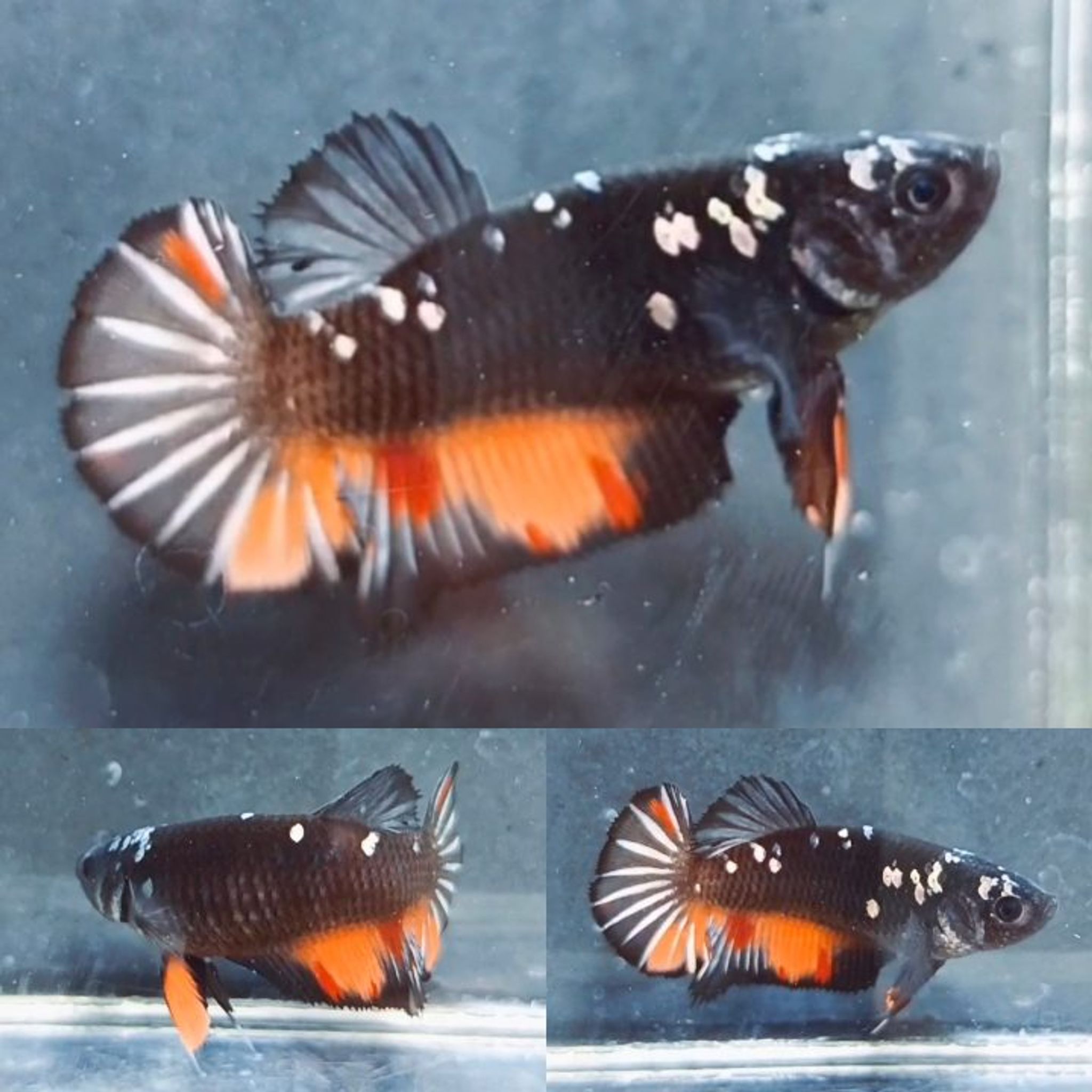 Fire Nemo Avatar HMPK Betta (Female)