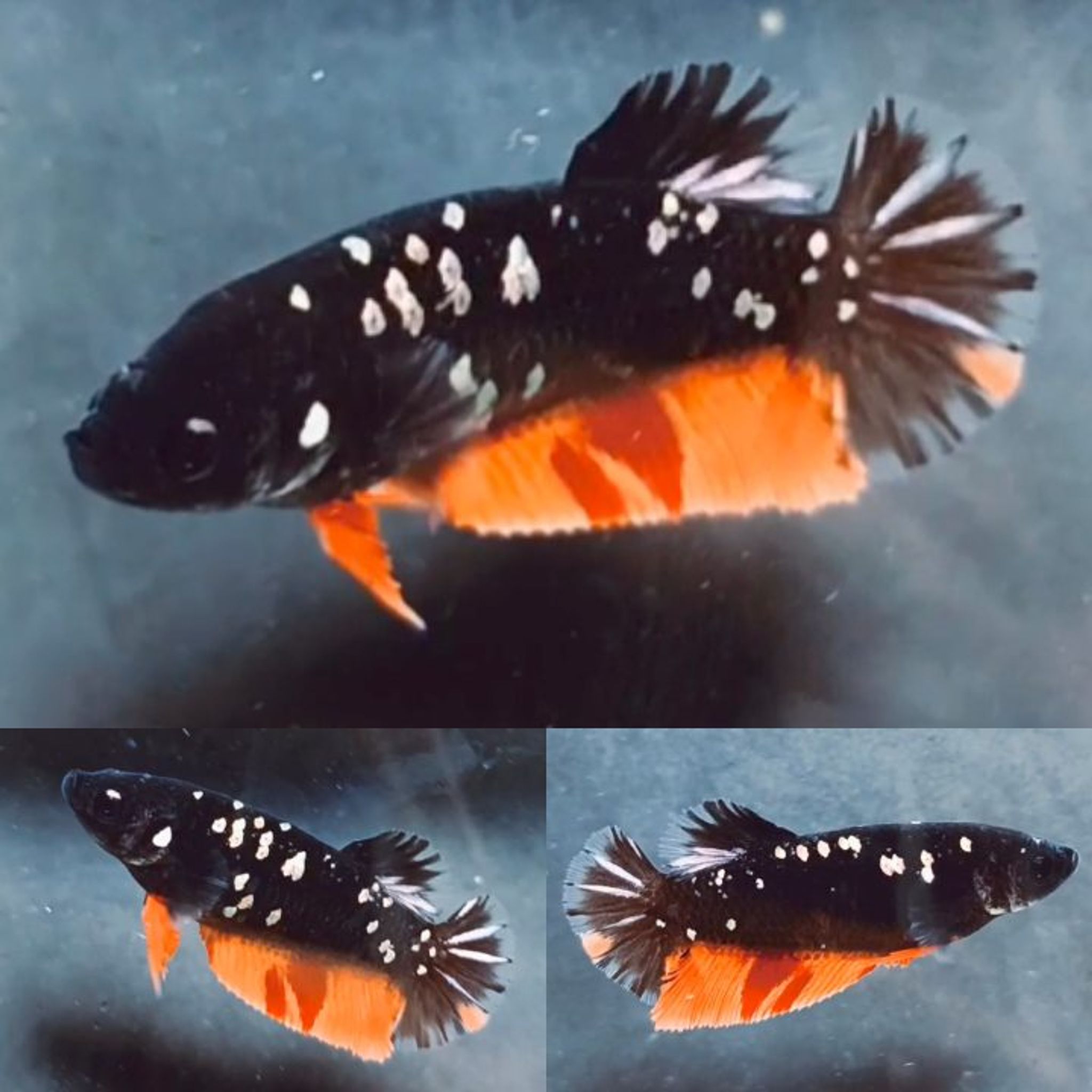Fire Nemo Avatar HMPK Betta (Female)