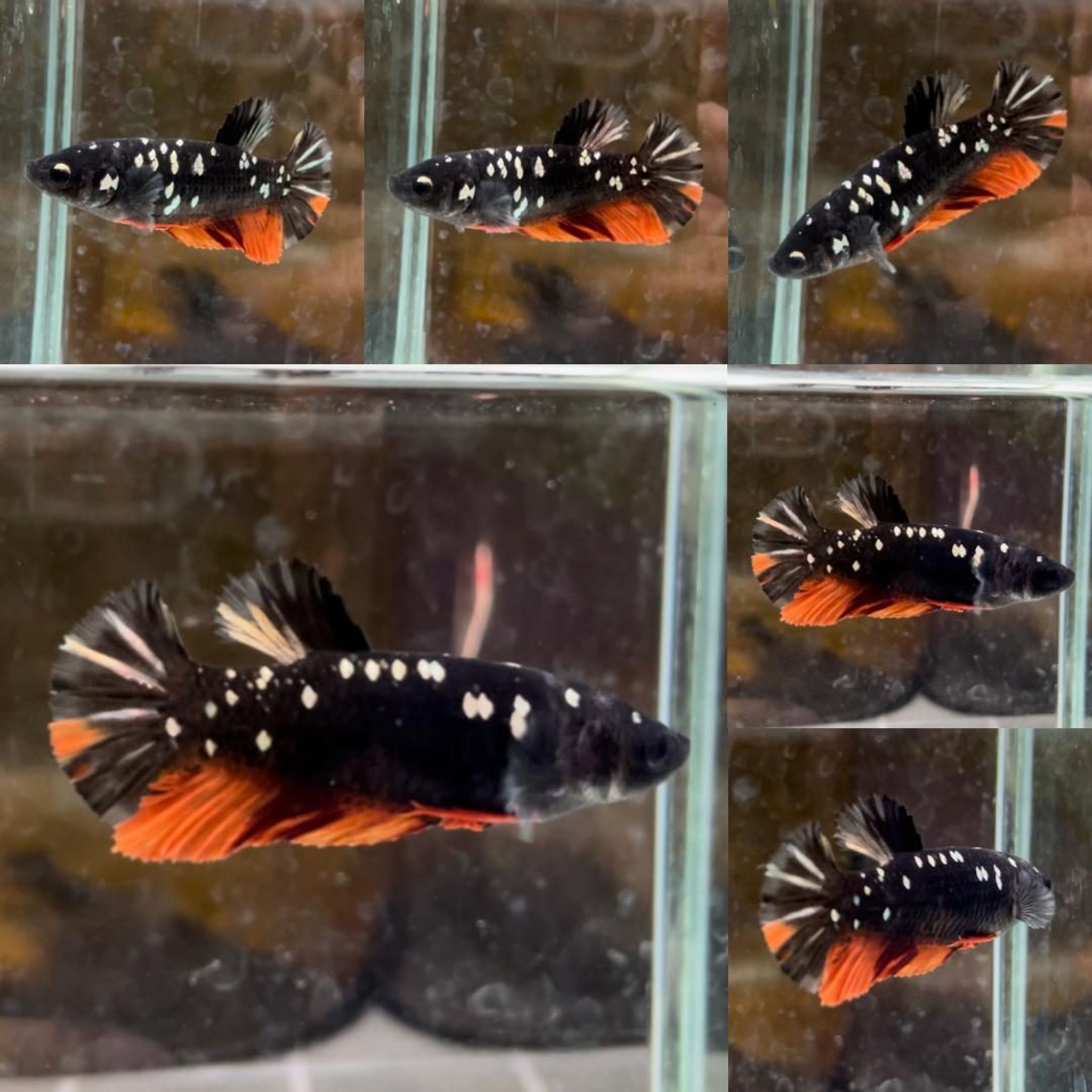 Fire Nemo Avatar HMPK Betta (Female)