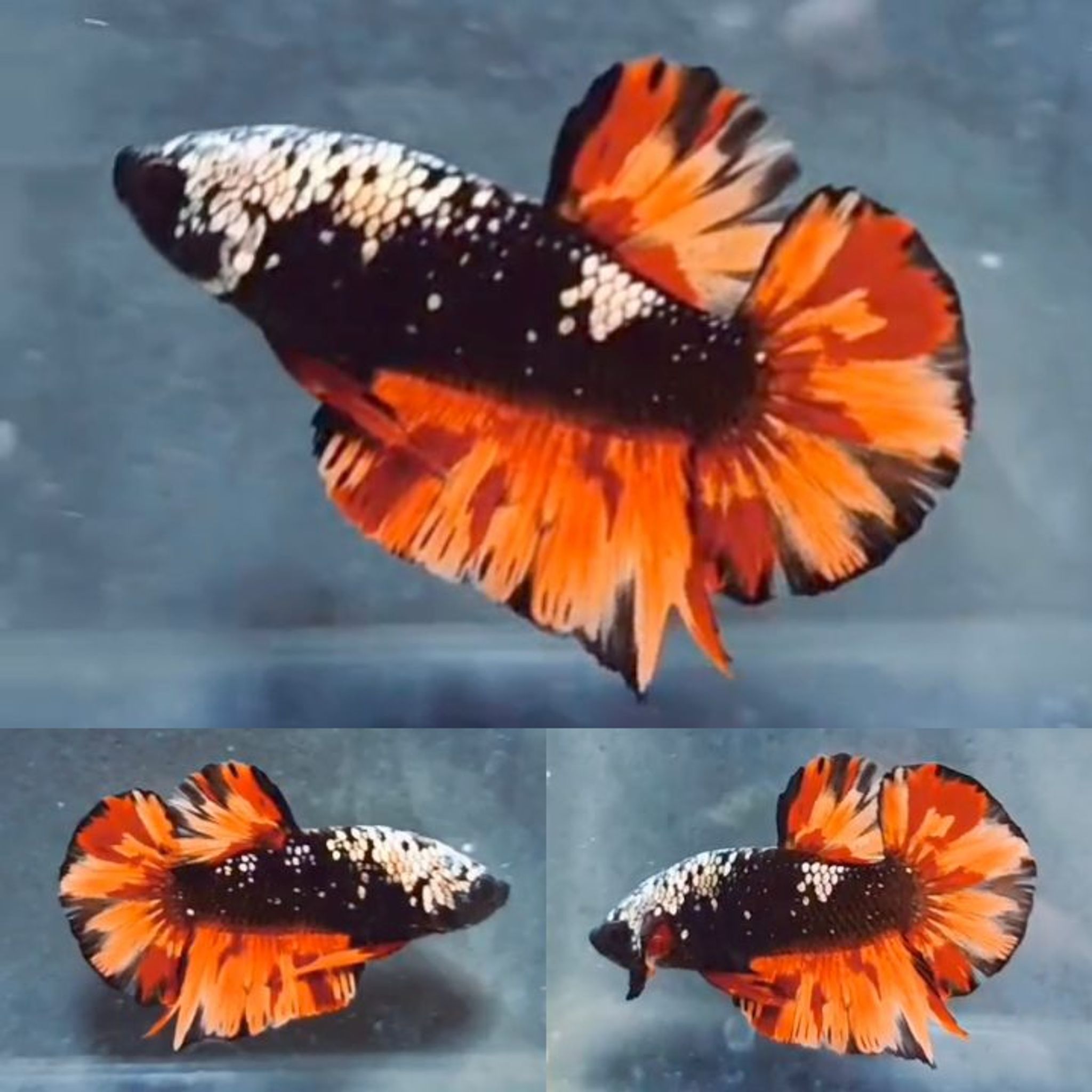 Fire Nemo Avatar HMPK Betta (Male)