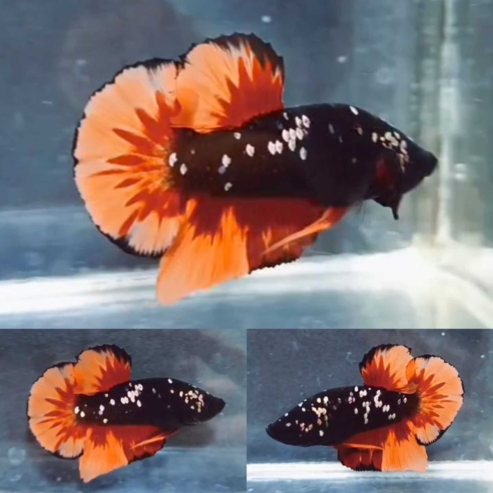 Fire Nemo Avatar HMPK Betta (Male)