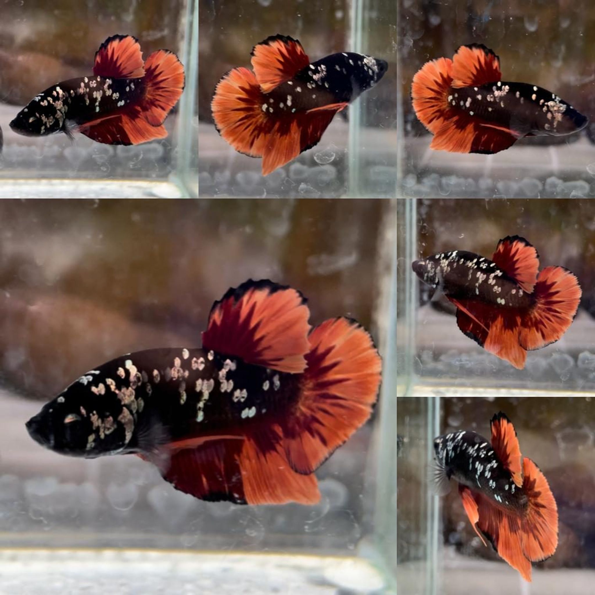 Fire Nemo Avatar HMPK Betta (Male)