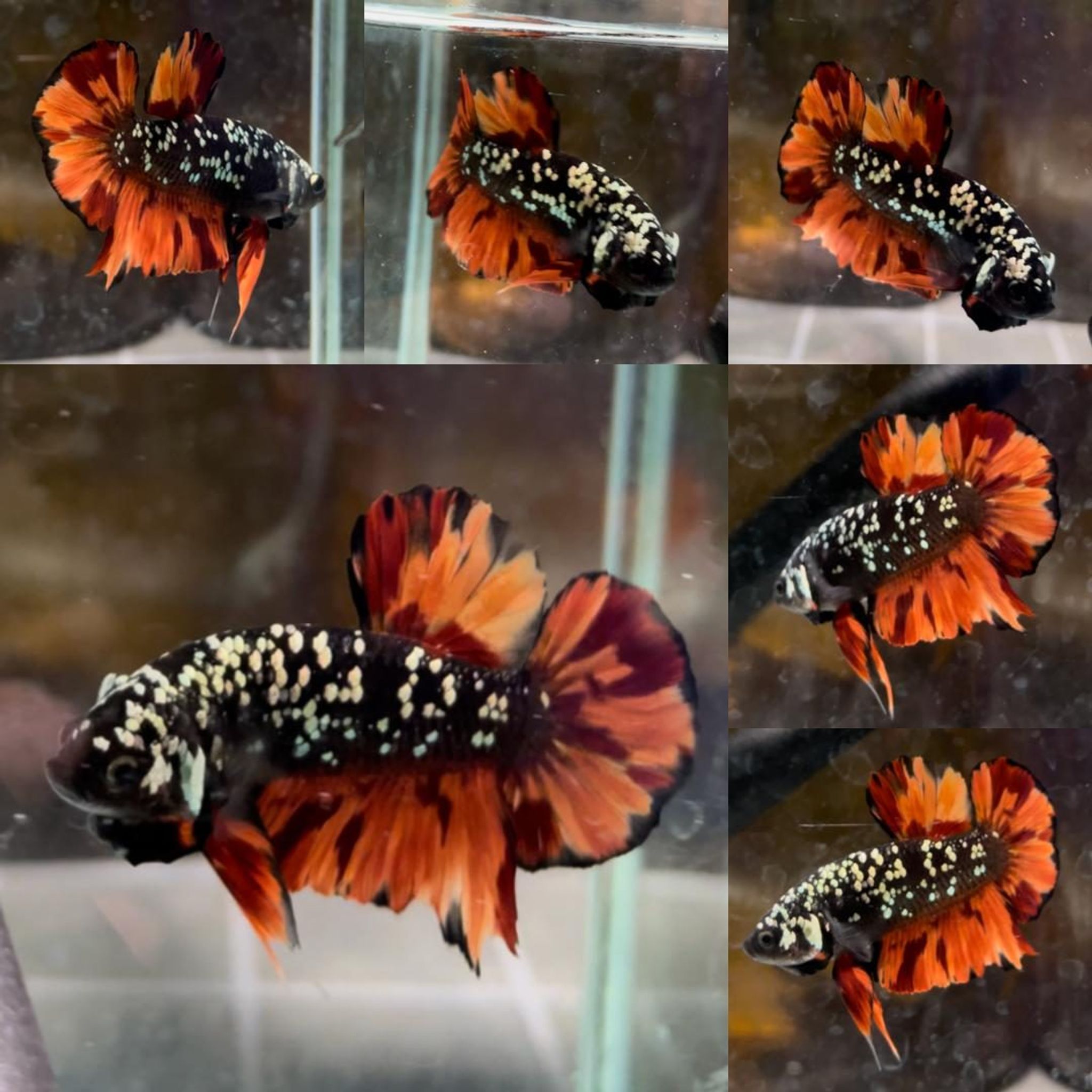Fire Nemo Avatar HMPK Betta (Male)