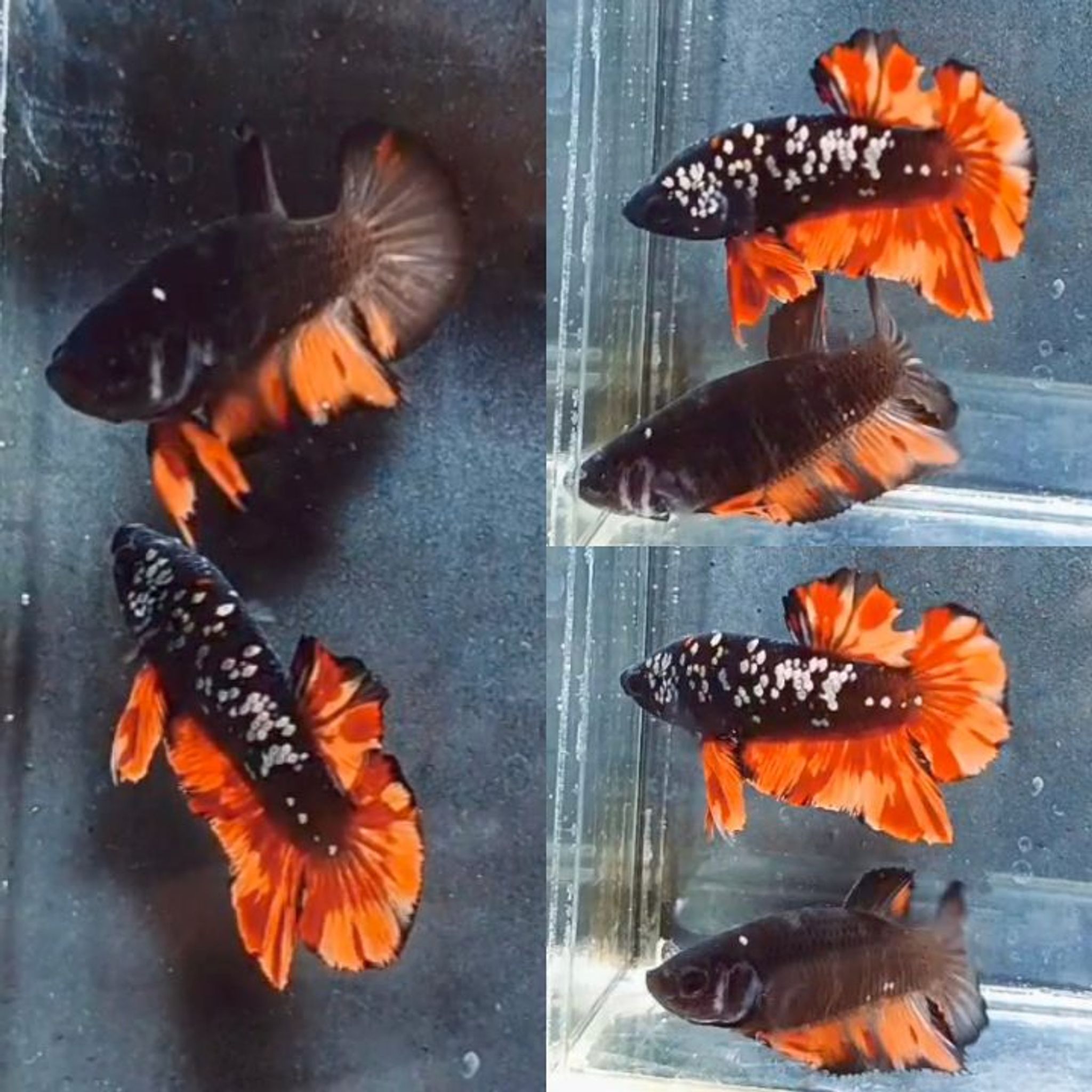 Fire Nemo Avatar HMPK Betta (Pair)